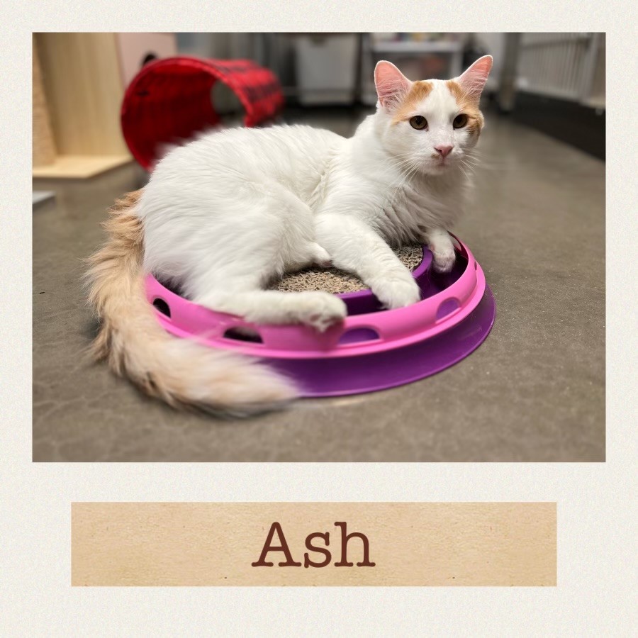 Enlarge Ash and Ori, a Adopted mixed breed in Mesa, AZ image 4/4