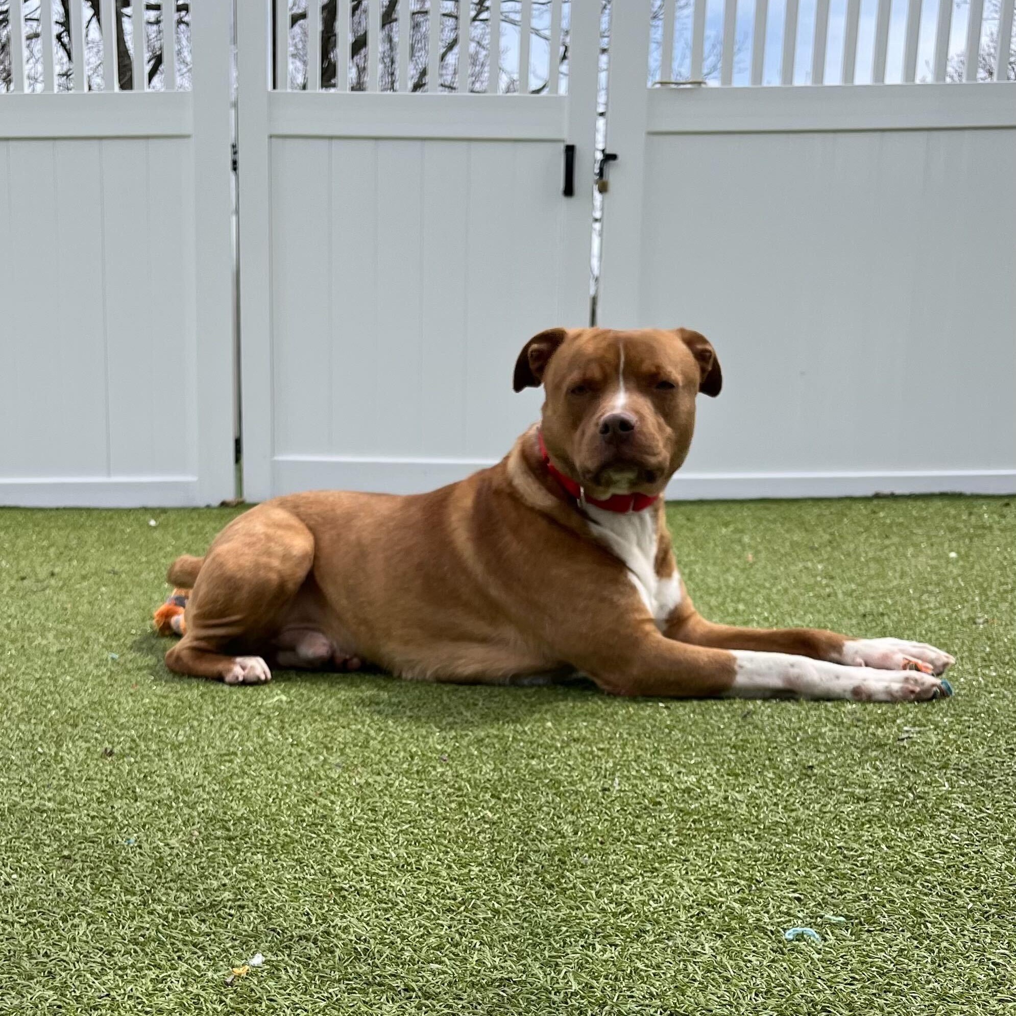 Enlarge Nugget, a ADOPTABLE Mixed Breed in New Bedford, MA image 2/3