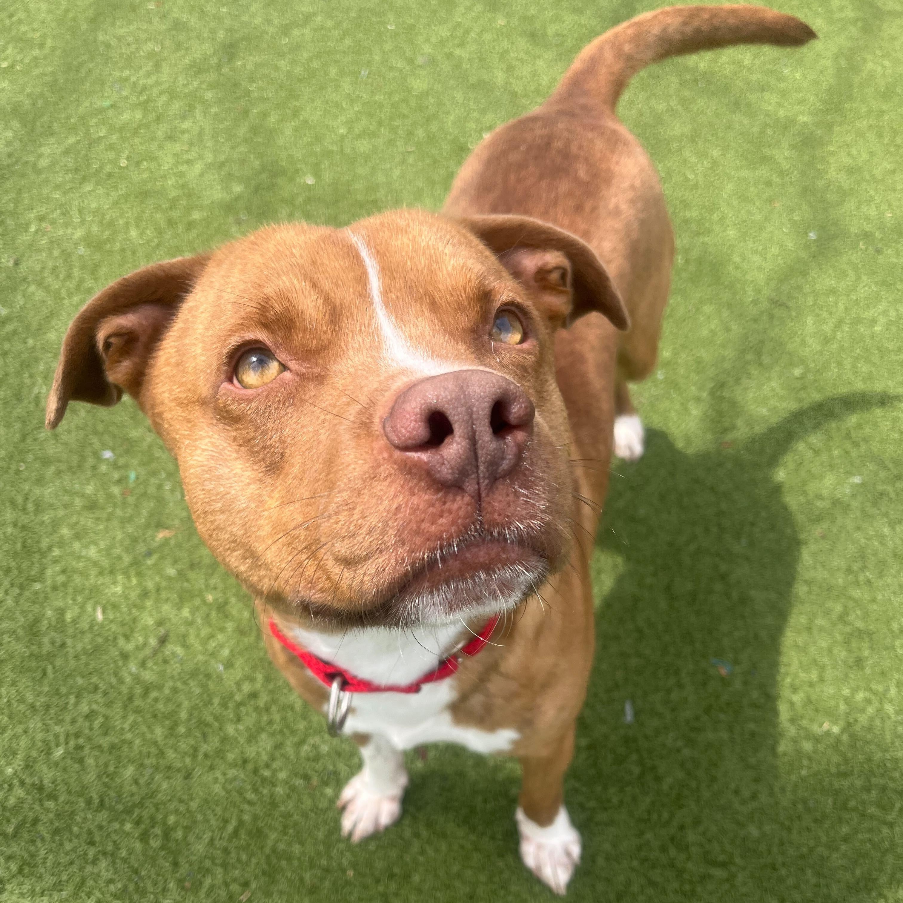 Nugget, ADOPTABLE, Adult Male Mixed Breed.