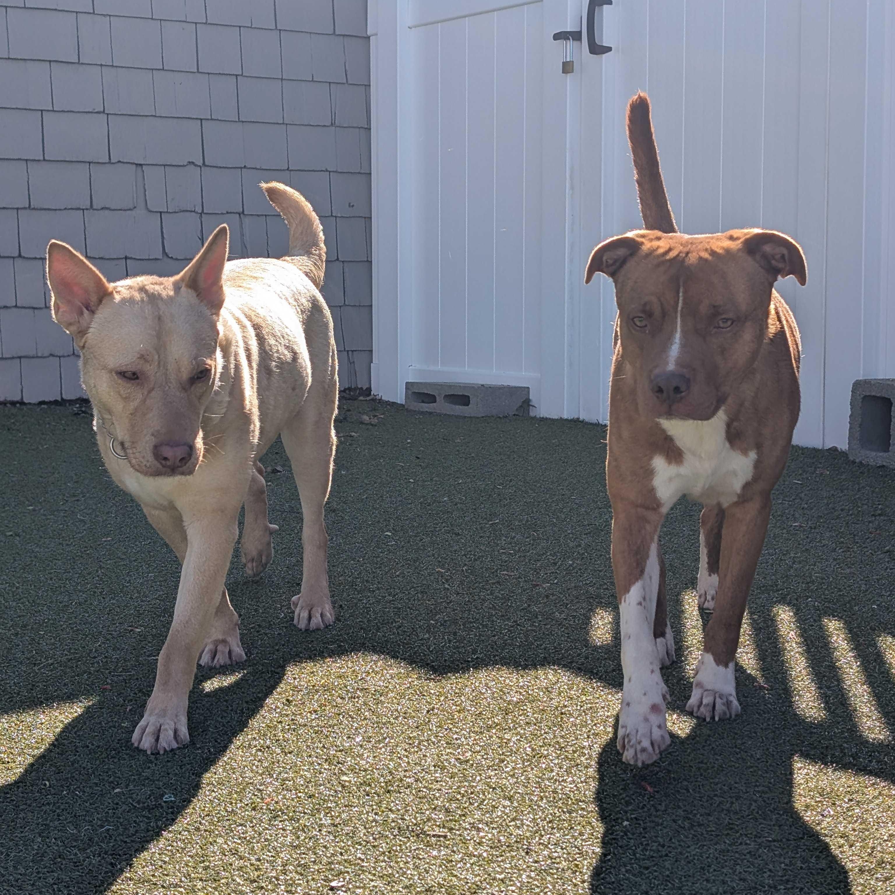 Enlarge Nugget, a ADOPTABLE Mixed Breed in New Bedford, MA image 3/3