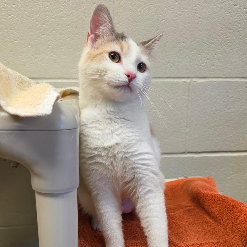 Angelique — thumbnail 2