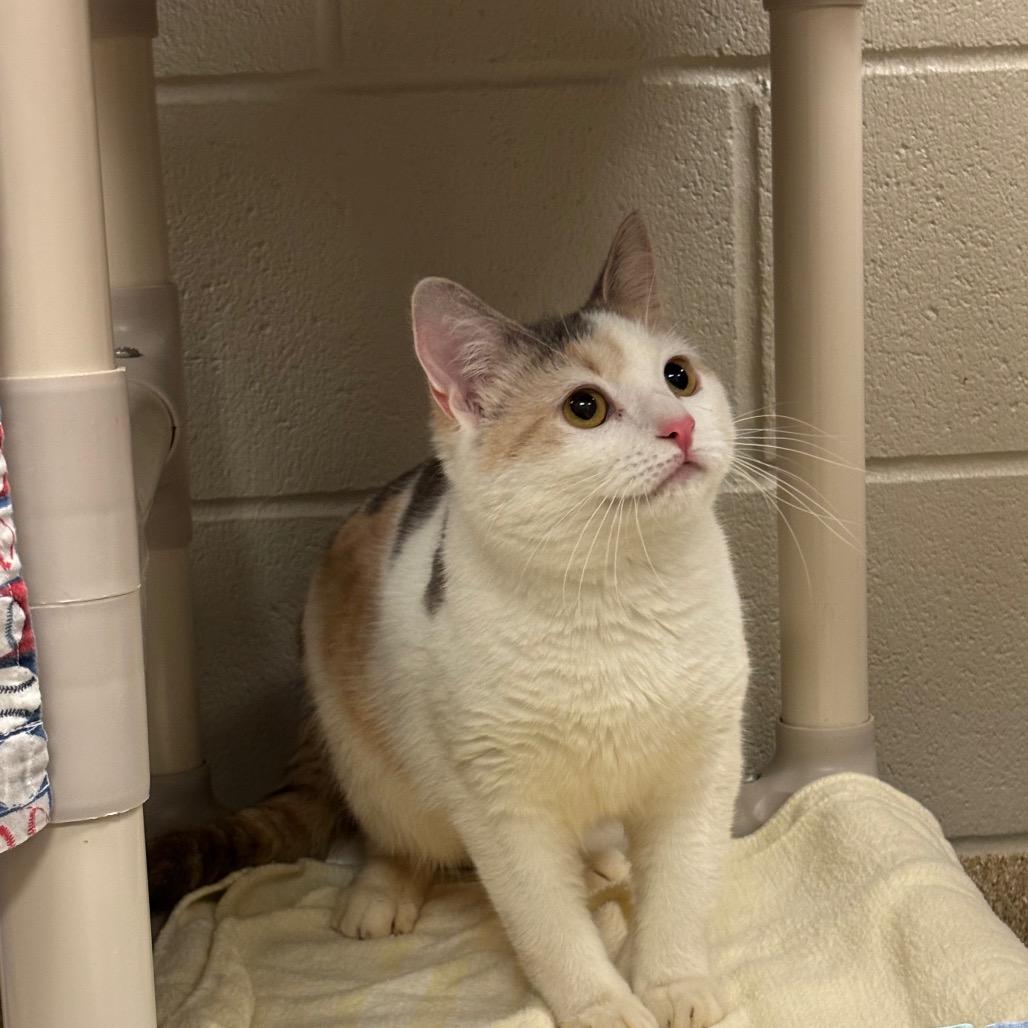 Angelique — thumbnail 4