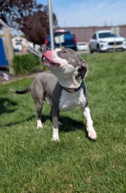 Grayson, a Adoptable mixed breed in Hamilton, NJ image 1/2