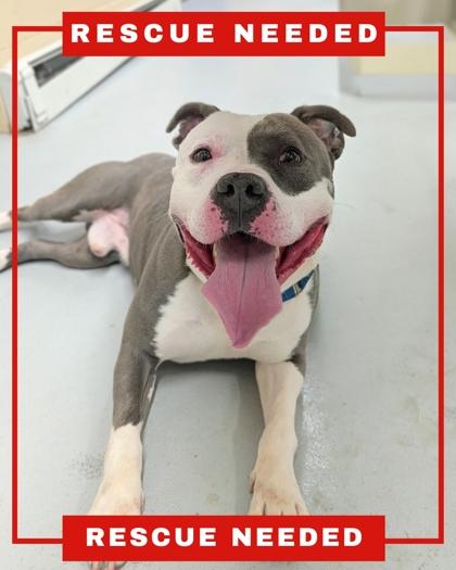 Grayson, a Adoptable mixed breed in Hamilton, NJ image 2/2
