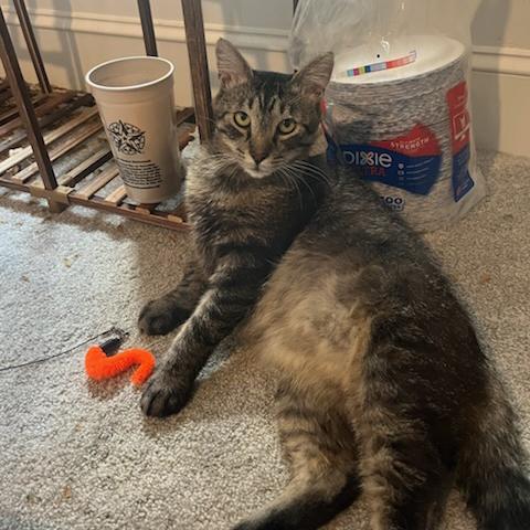 Arthur, a Adoptable mixed breed in Harrisburg, PA image 6/6