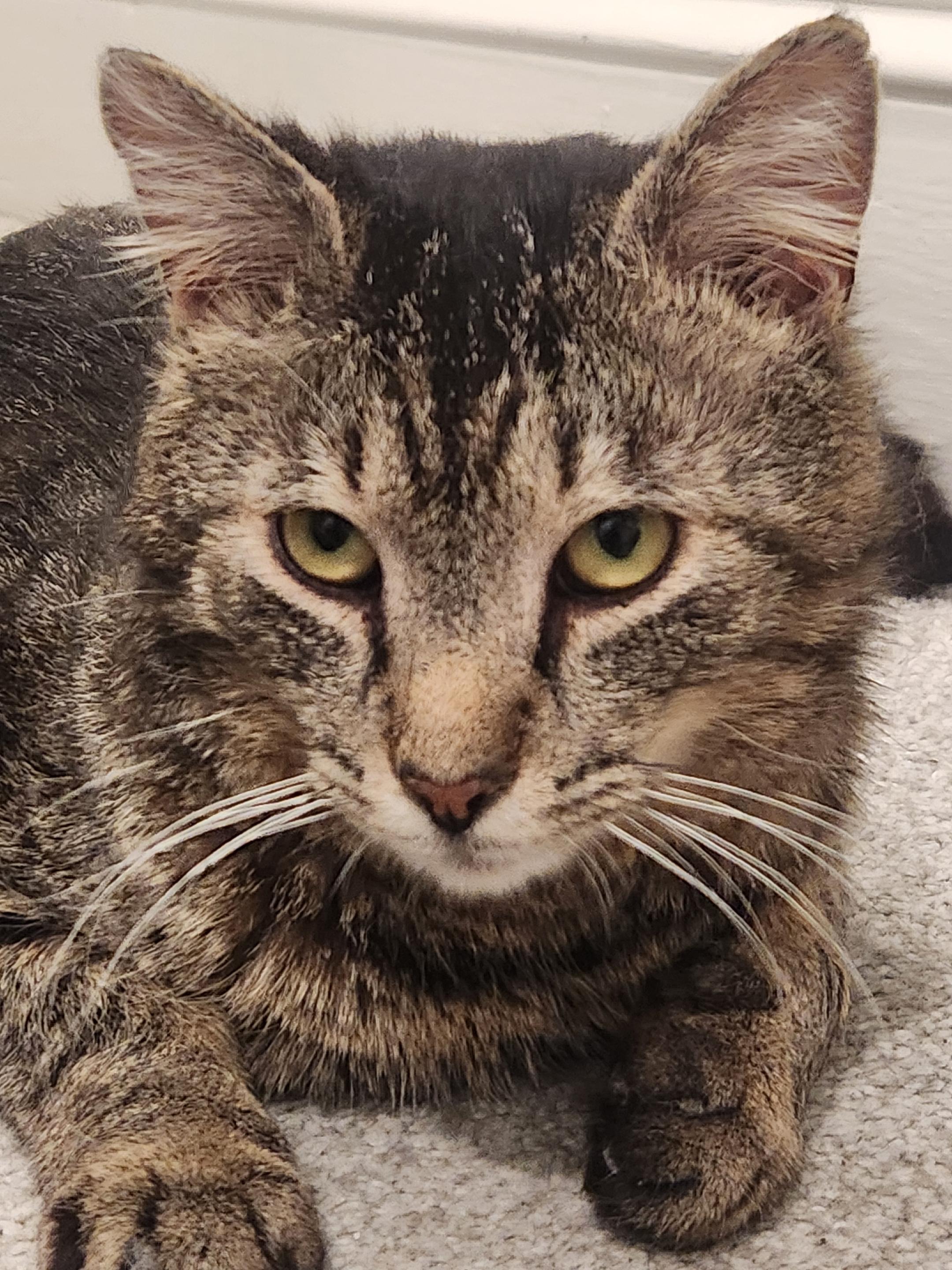 Arthur, a Adoptable mixed breed in Harrisburg, PA image 2/6