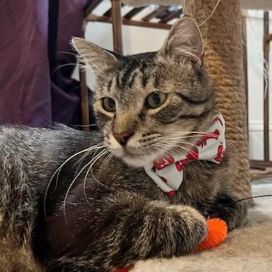 Arthur, Adoptable, Young Male Tabby & Domestic Short Hair.