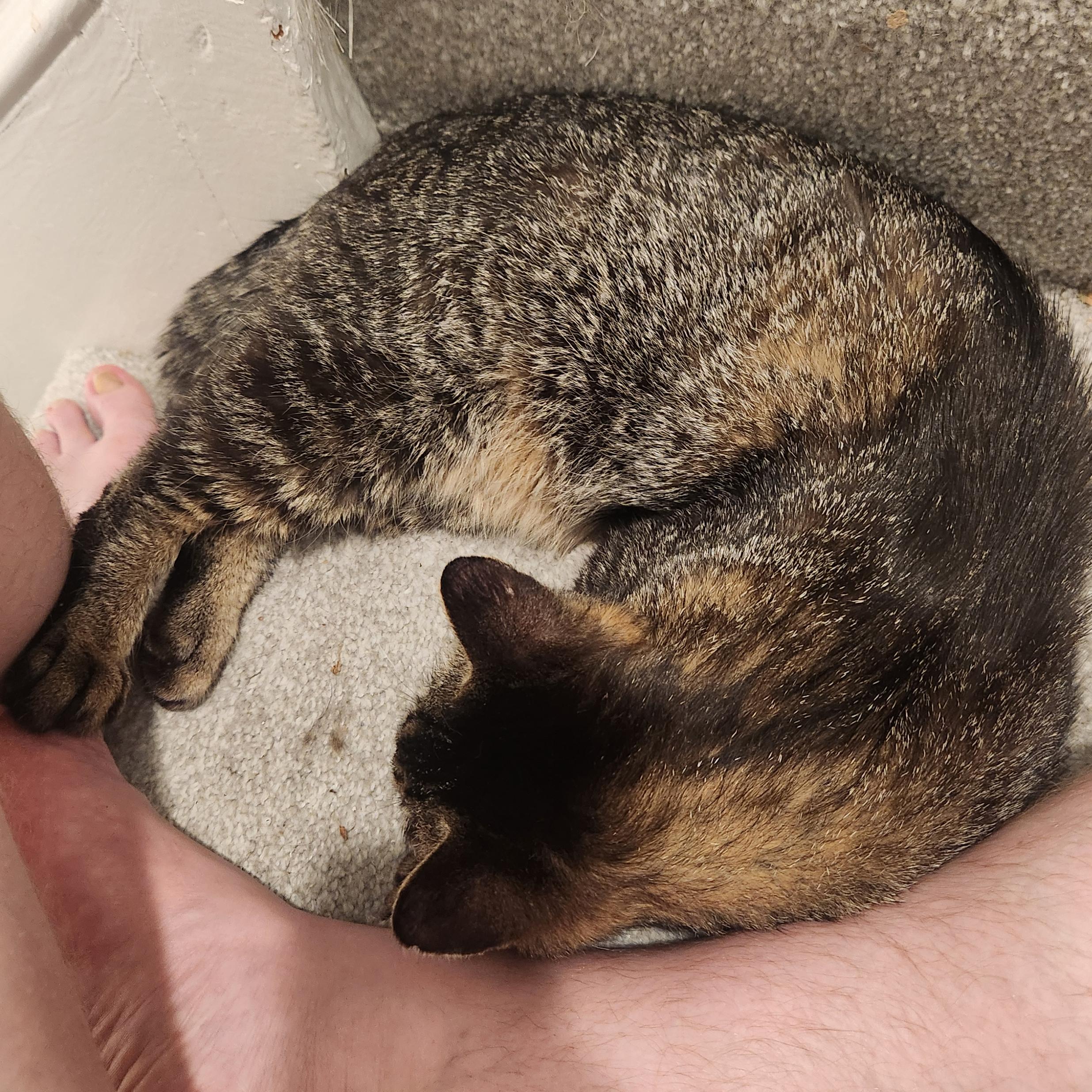 Arthur, a Adoptable mixed breed in Harrisburg, PA image 3/6