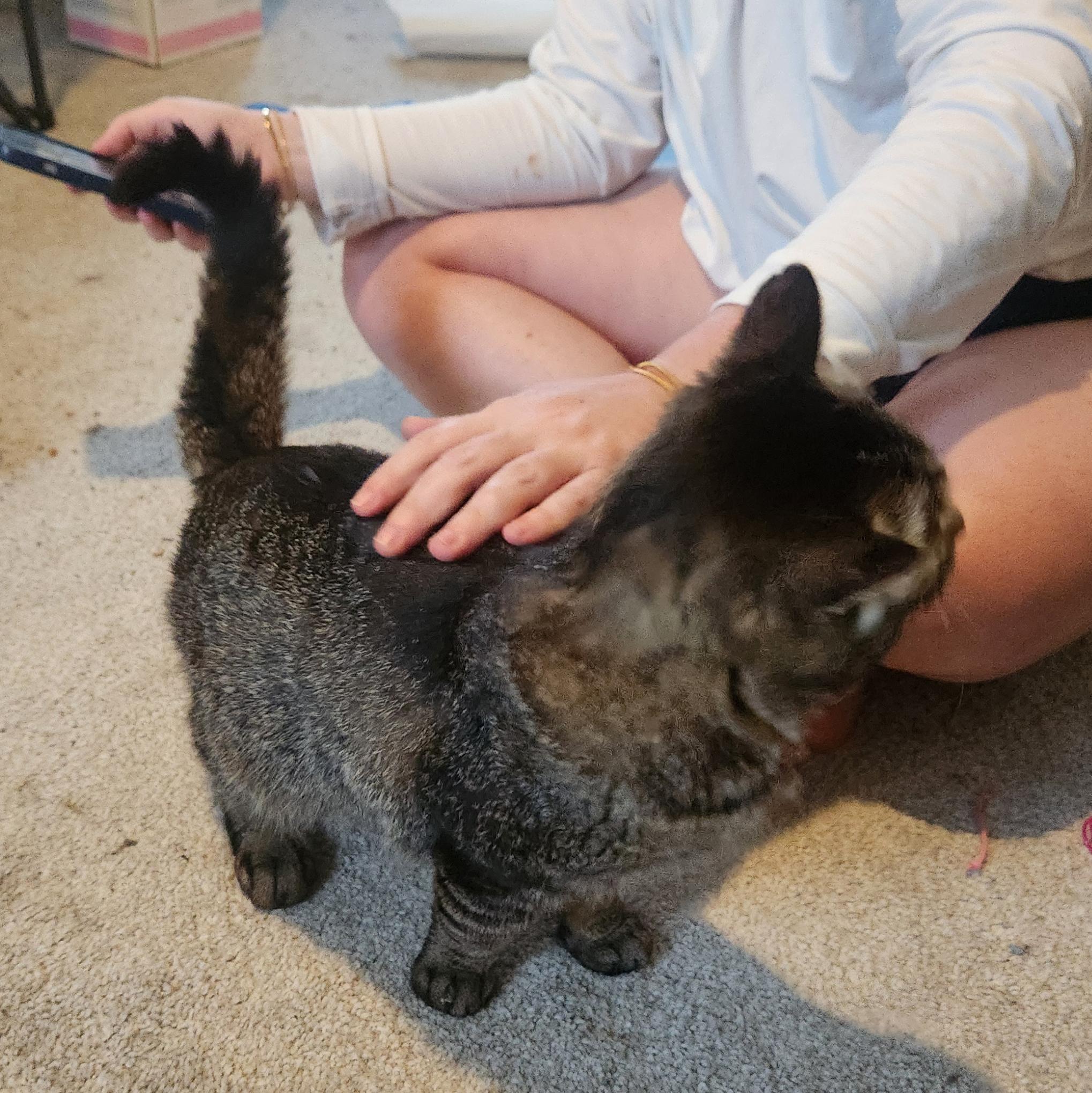 Arthur, a Adoptable mixed breed in Harrisburg, PA image 4/6