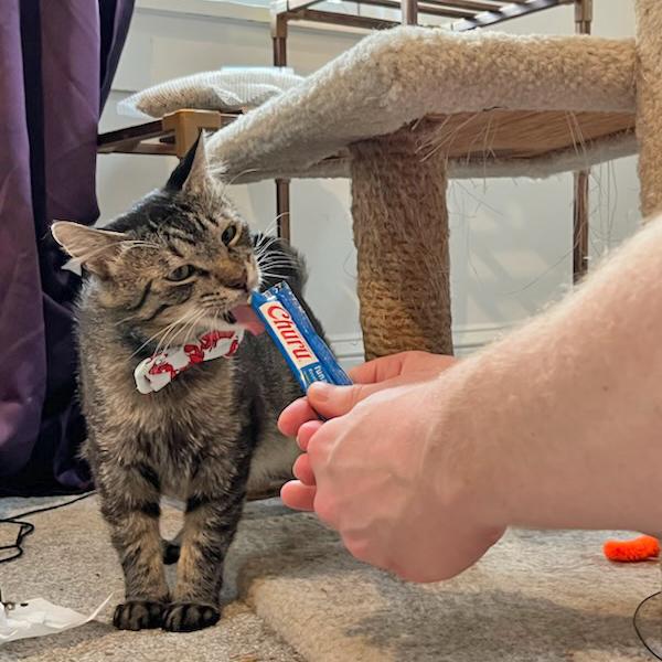 Arthur, a Adoptable mixed breed in Harrisburg, PA image 5/6