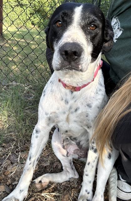 Matilda, Adoptable, Adult Female German Shorthaired Pointer & Mixed Breed.