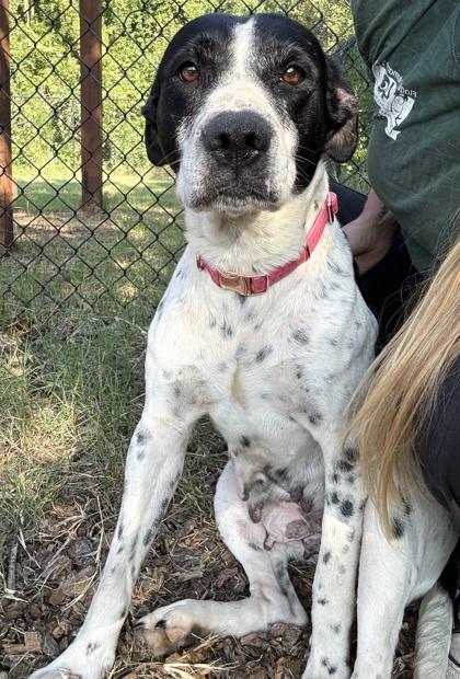 Enlarge Matilda, a Adoptable mixed breed in Palm Coast, FL image 2/3