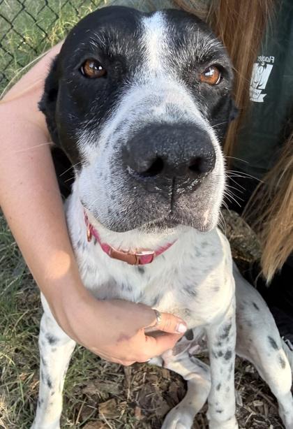 Enlarge Matilda, a Adoptable mixed breed in Palm Coast, FL image 3/3