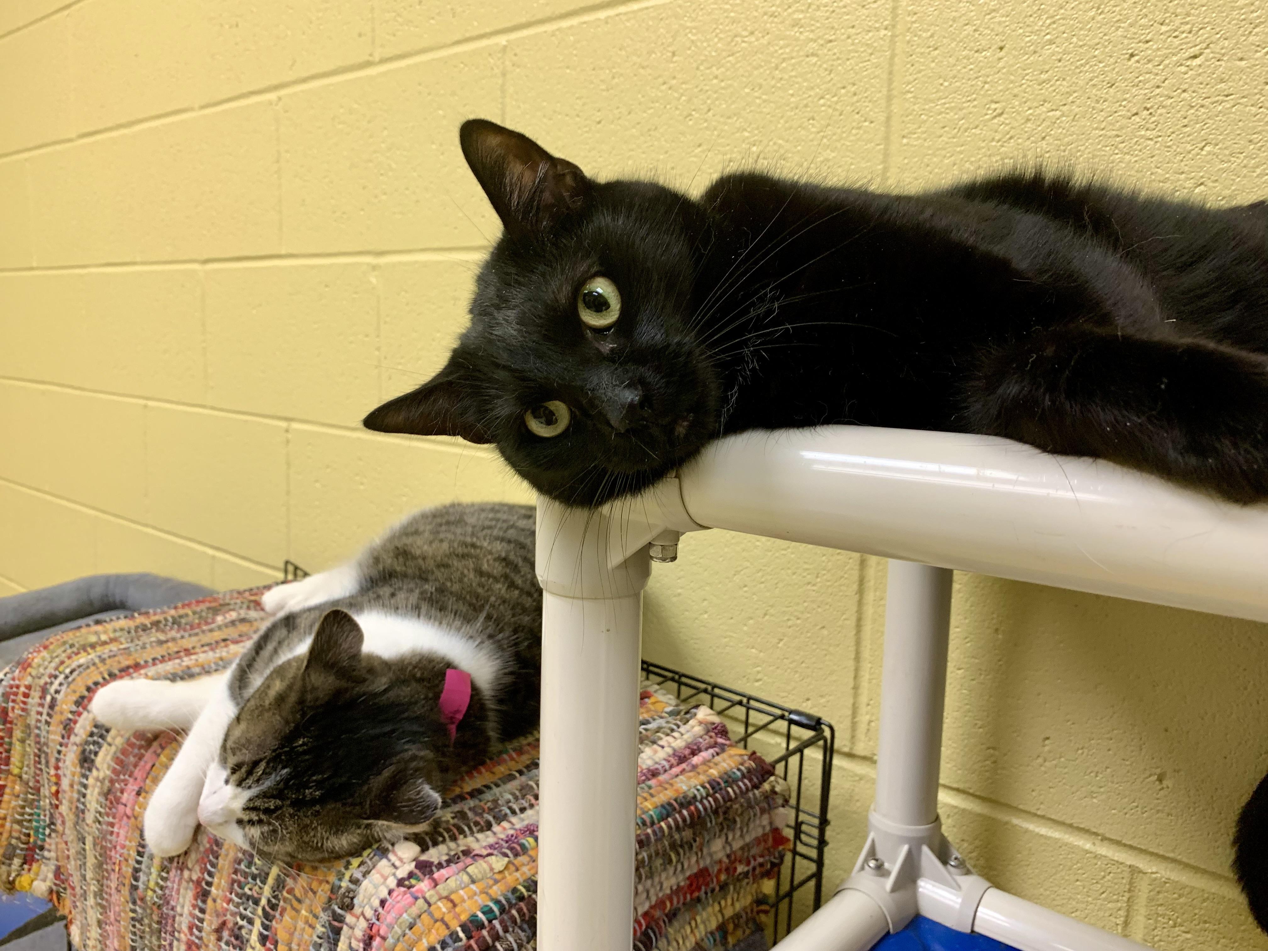 Jett, a ADOPTABLE Domestic Short Hair in Keokuk, IA image 3/4