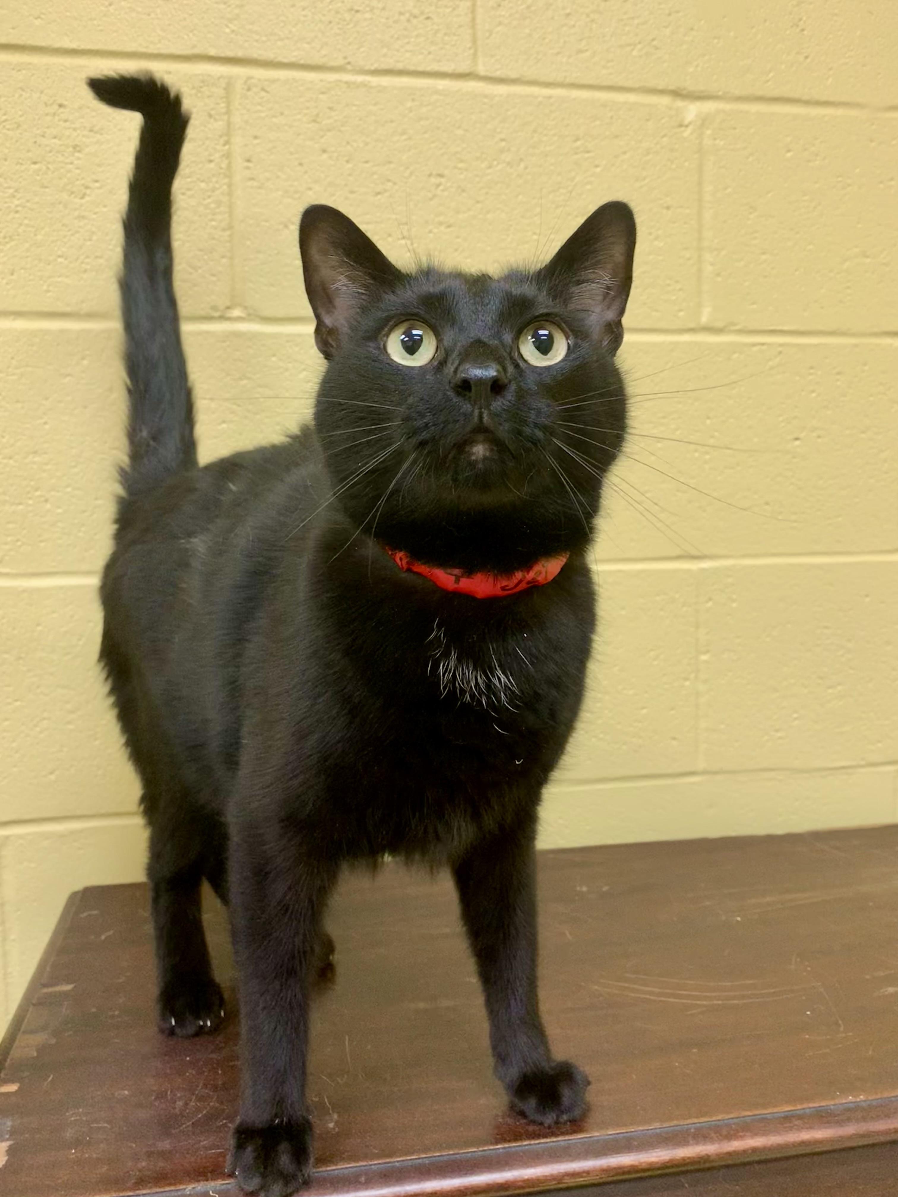 Jett, a ADOPTABLE Domestic Short Hair in Keokuk, IA image 2/4