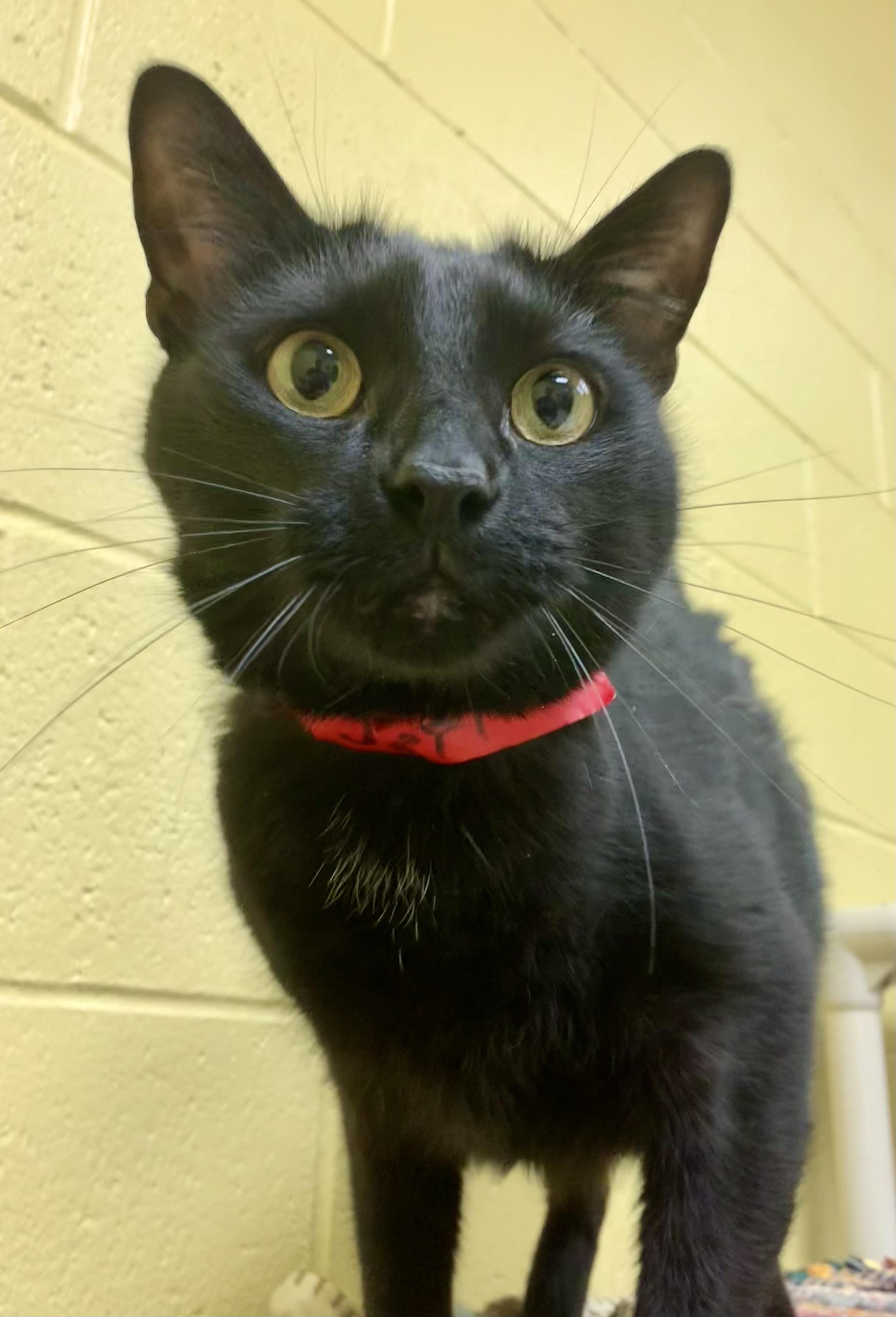 Jett, a ADOPTABLE Domestic Short Hair in Keokuk, IA image 4/4