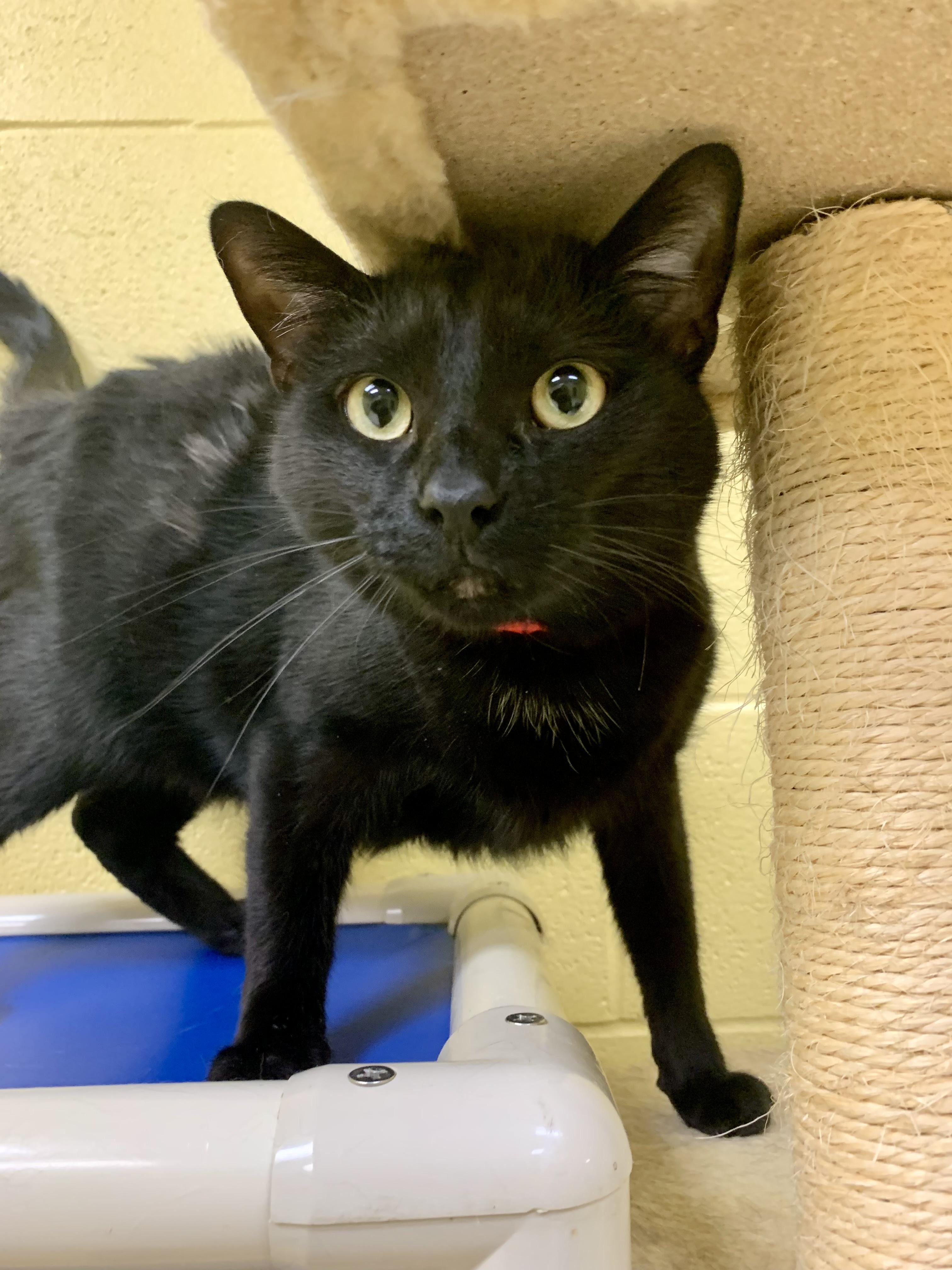 Jett, ADOPTABLE, Young Male Domestic Short Hair.