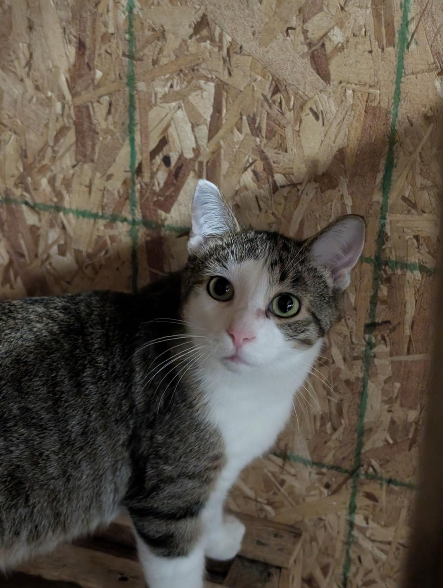 Enlarge Violin-Bonded Pair with Cello for Barn Cats, a Adoptable Domestic Short Hair in Mears, MI image 1/3