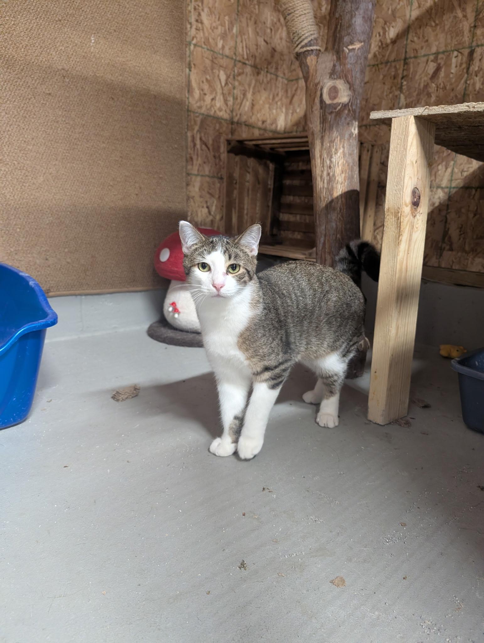 Enlarge Violin-Bonded Pair with Cello for Barn Cats, a Adoptable Domestic Short Hair in Mears, MI image 3/3