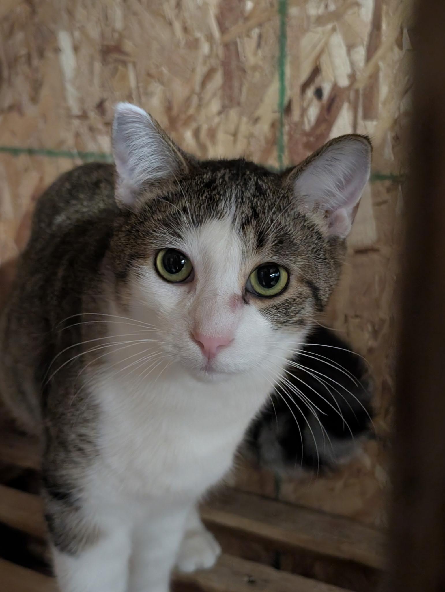 Enlarge Violin-Bonded Pair with Cello for Barn Cats, a Adoptable Domestic Short Hair in Mears, MI image 2/3