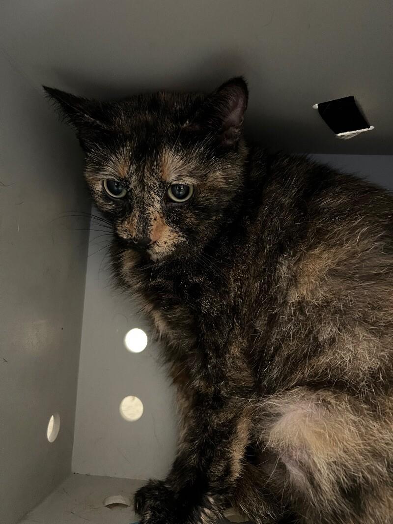 Enlarge Eirlys, a Adoptable Domestic Short Hair in Roanoke, VA image 1/3