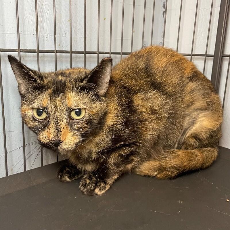 Enlarge Eirlys, a Adoptable Domestic Short Hair in Roanoke, VA image 2/3