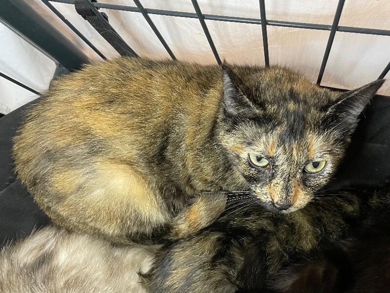 Enlarge Eirlys, a Adoptable Domestic Short Hair in Roanoke, VA image 3/3