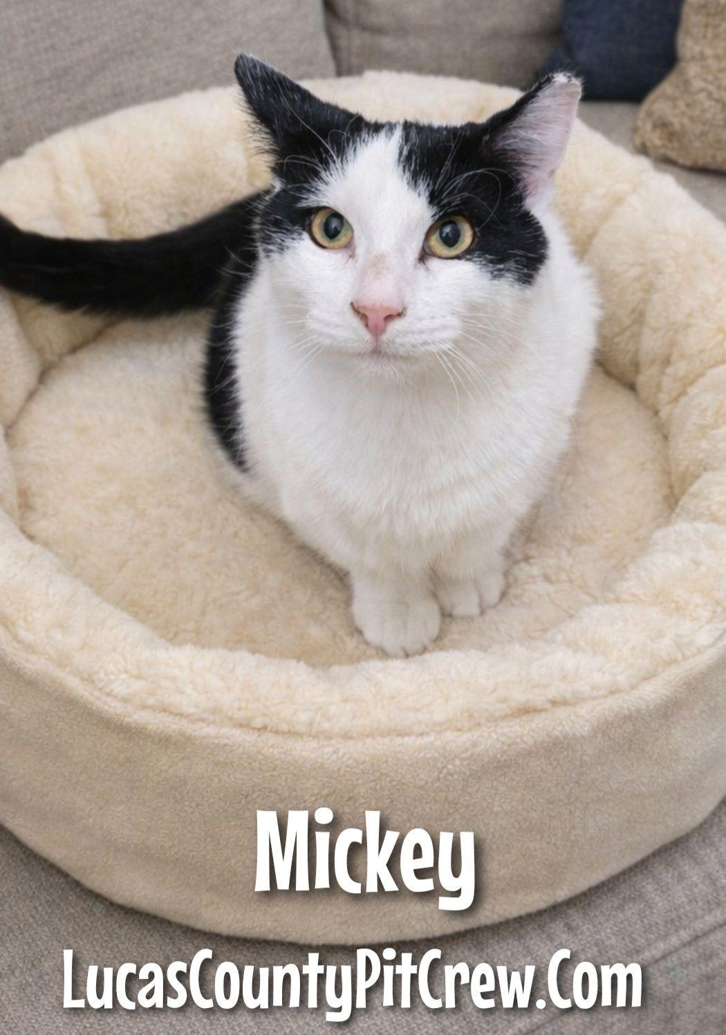Mickey, adoptable, Kitten Male American Shorthair & Tuxedo.
