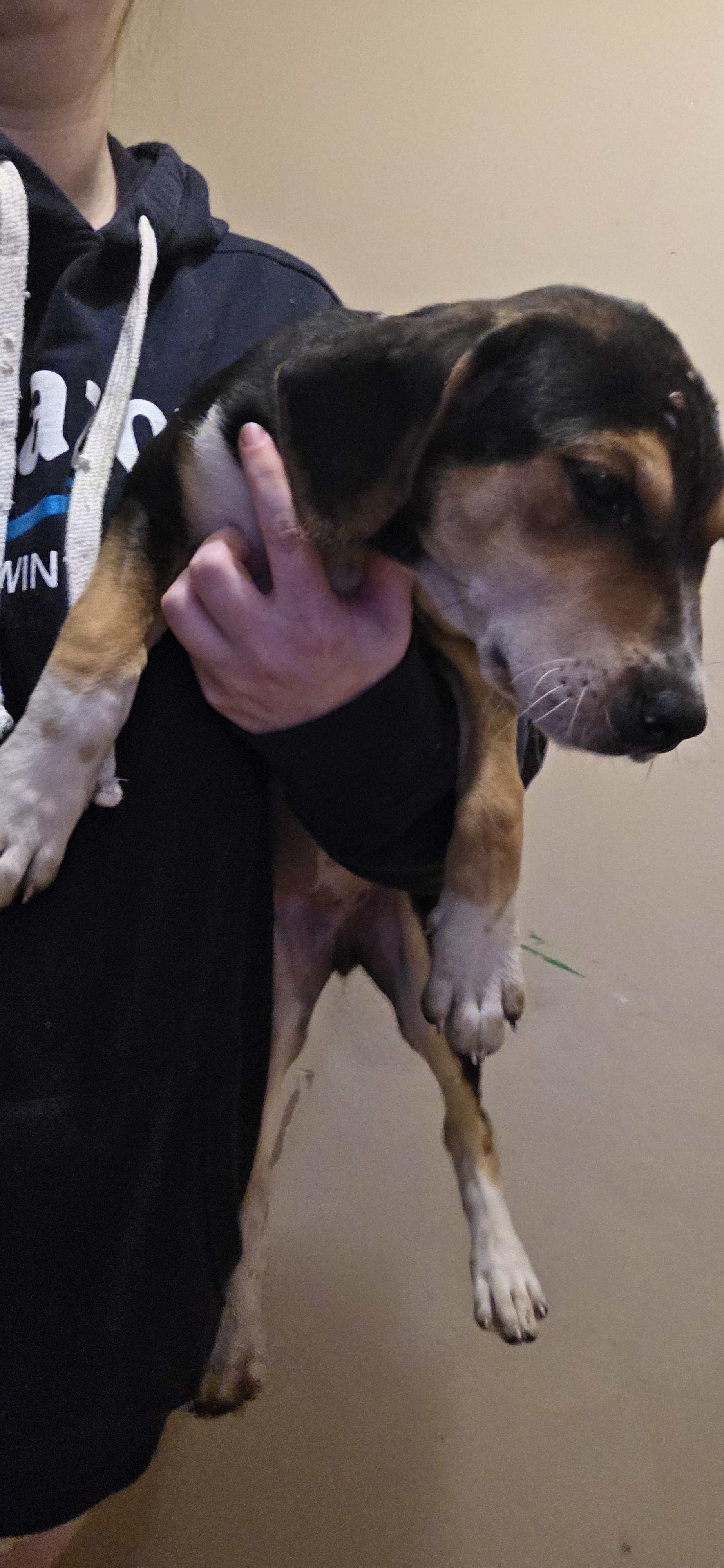 Enlarge Sweeney, an adoptable mixed breed in Evansville, IN image 2/2