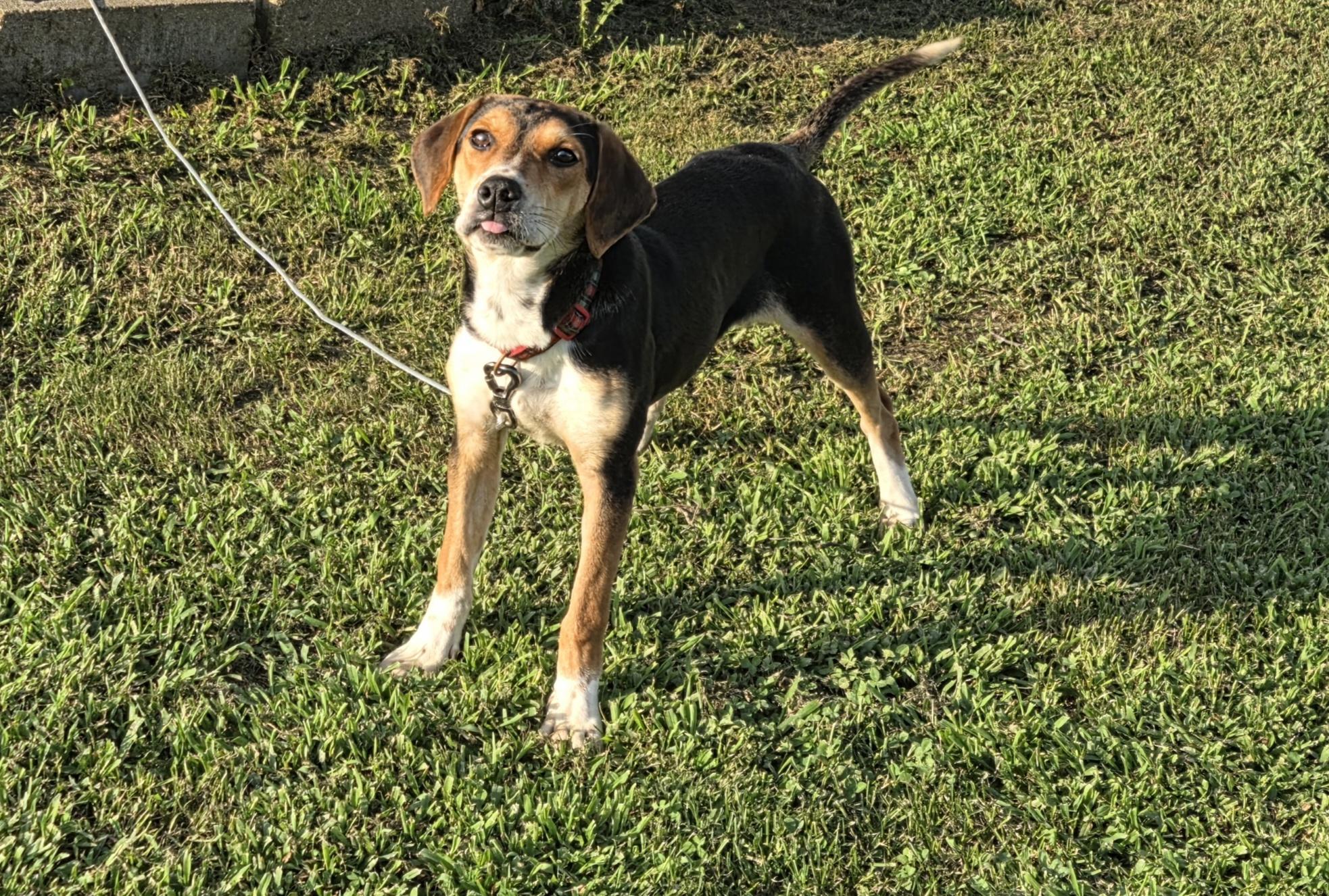 Sweeney, Adoptable, Young Female Beagle.