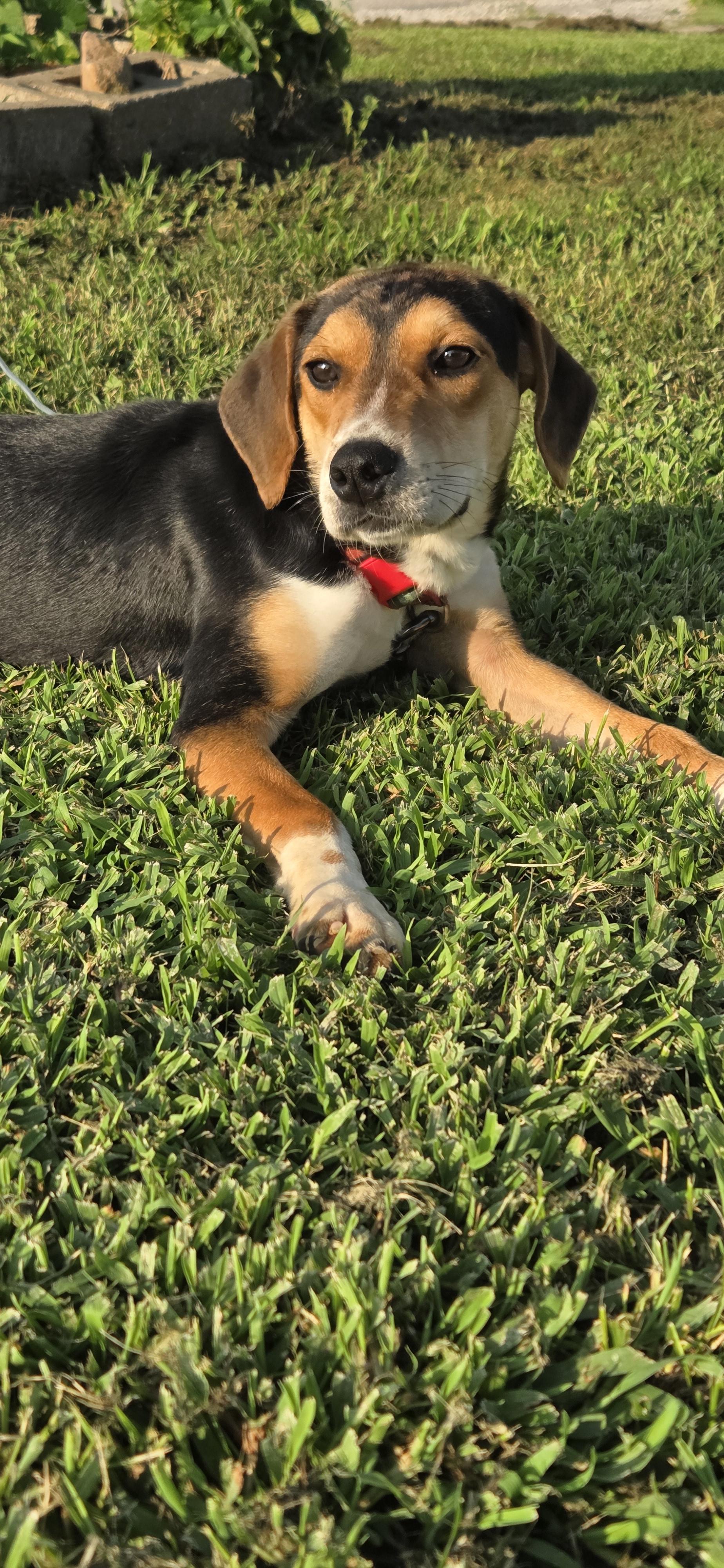 Enlarge Sweeney, a Adoptable mixed breed in Evansville, IN image 2/2