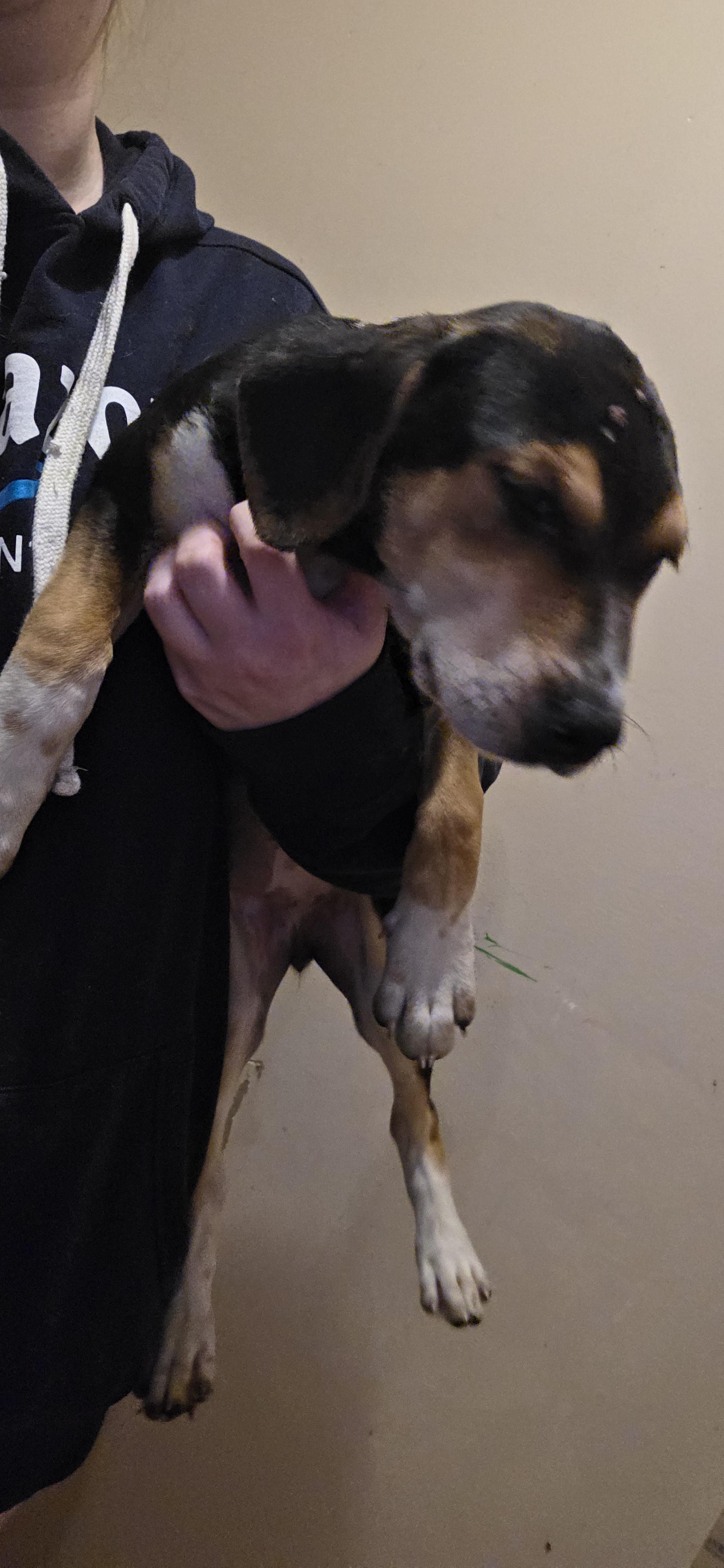 Sweeney, adoptable, Young Female Beagle.