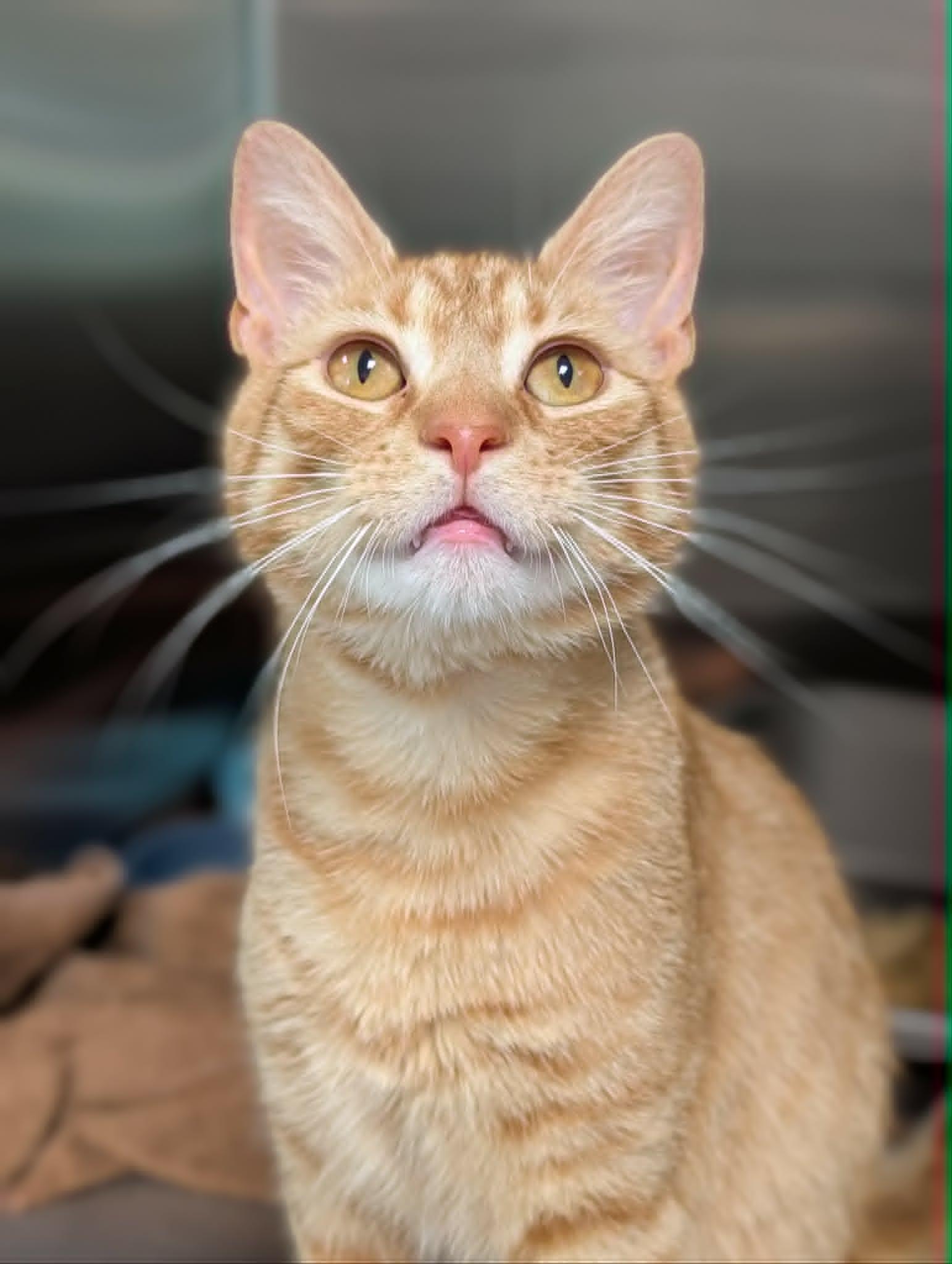 Simon, ADOPTABLE, Adult Male Domestic Short Hair.