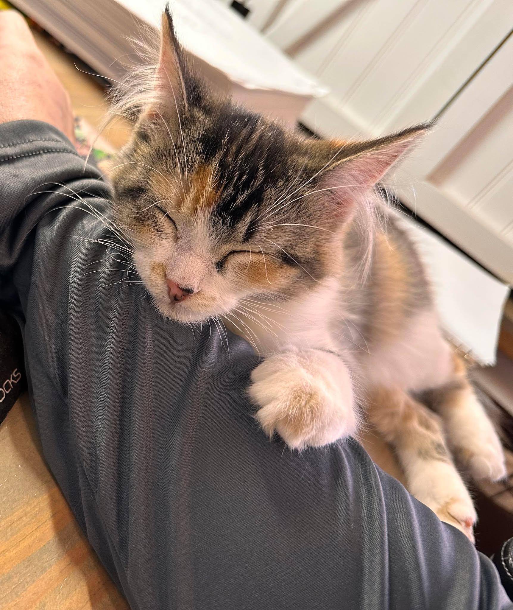 Punky Brewster, a ADOPTABLE Domestic Long Hair in Shakopee , MN image 4/5