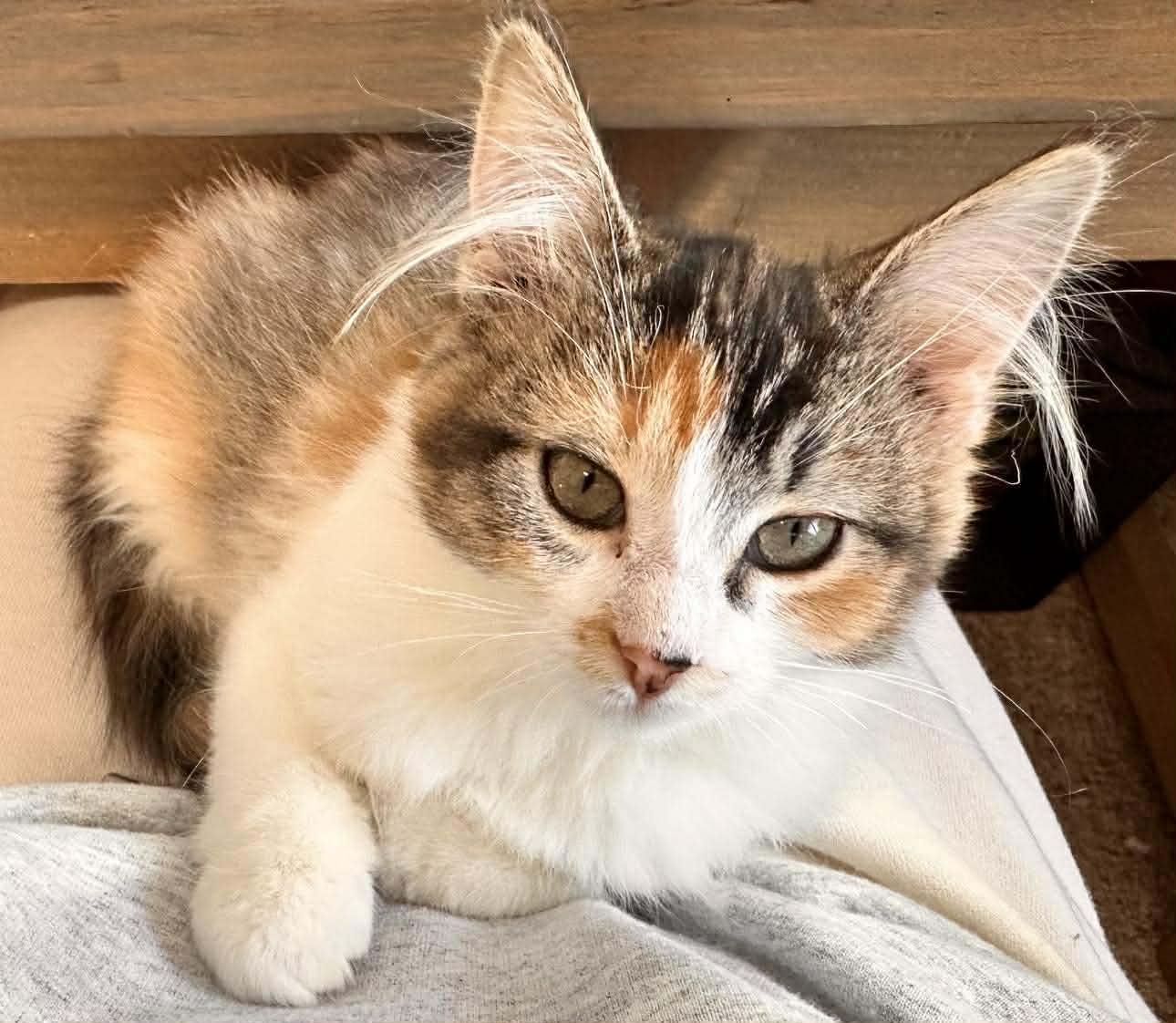 Punky Brewster, ADOPTABLE, Kitten Female Domestic Long Hair.