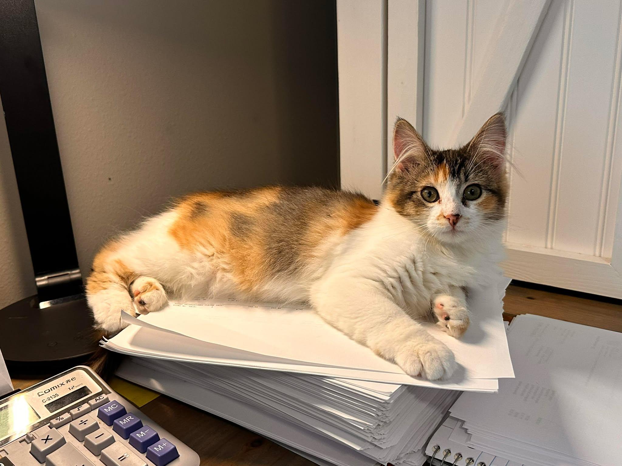 Punky Brewster, a ADOPTABLE Domestic Long Hair in Shakopee , MN image 2/5