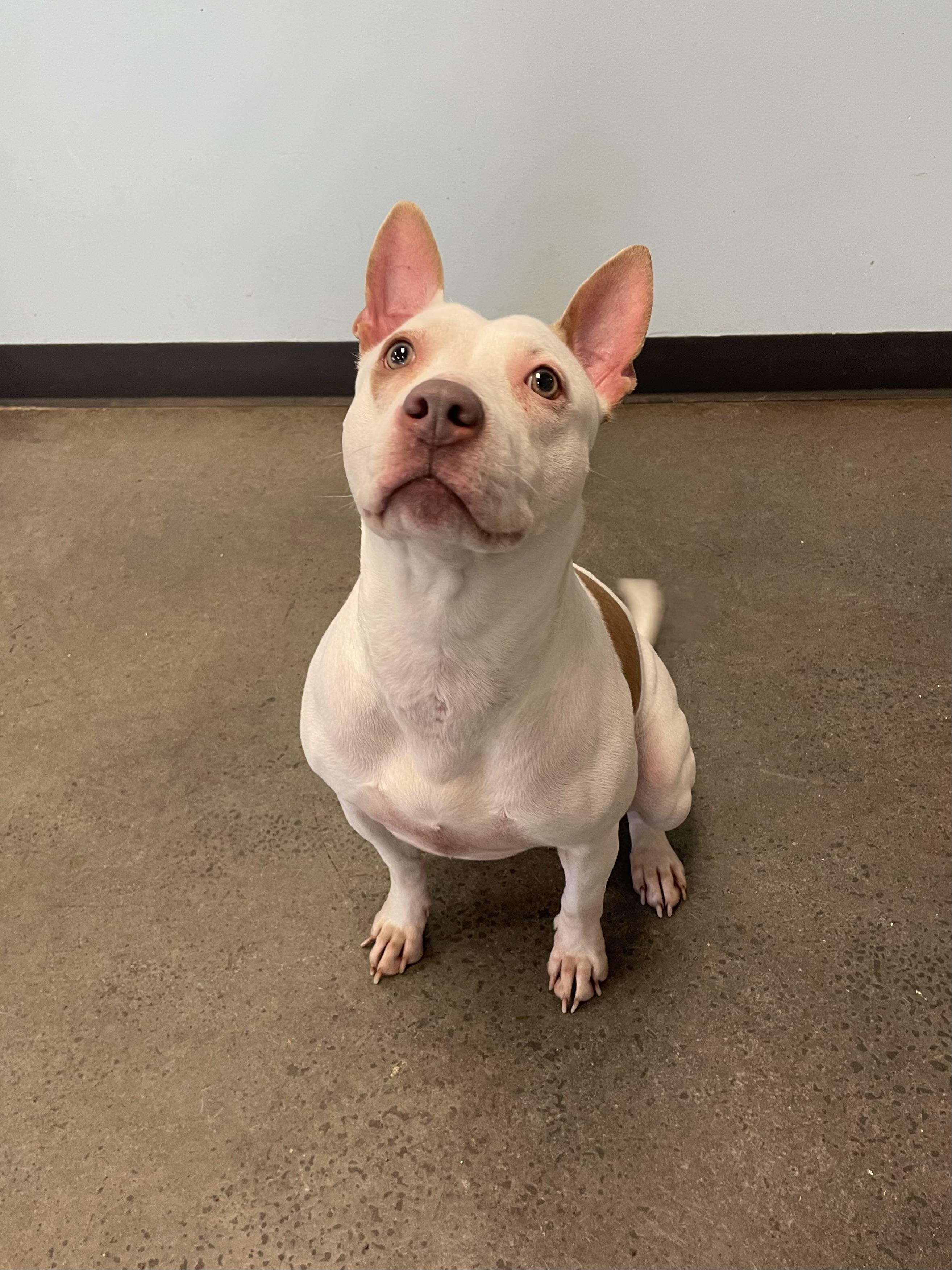 Baby, a ADOPTABLE Mixed Breed in Mishawaka, IN image 2/6