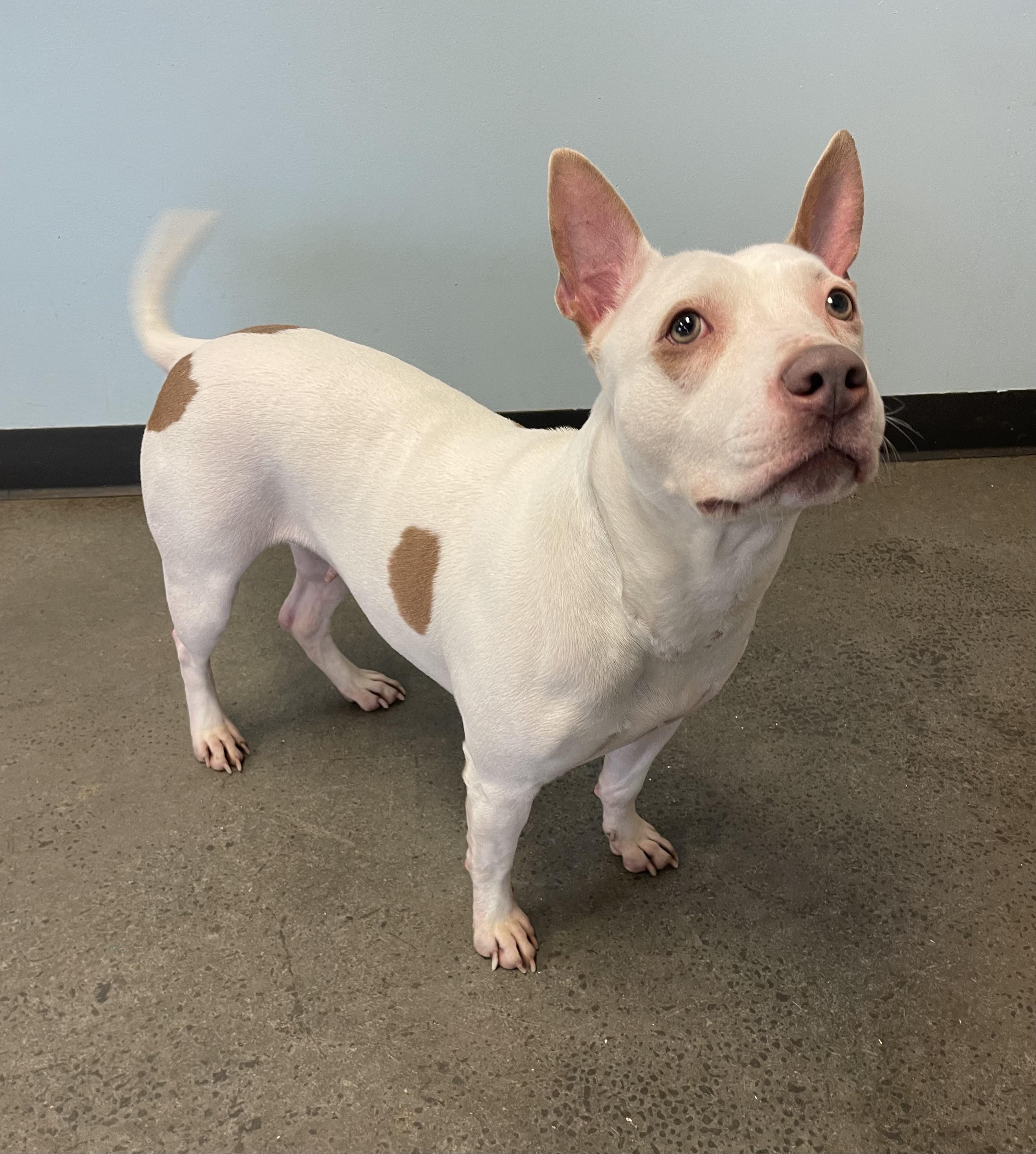 Baby, a ADOPTABLE Mixed Breed in Mishawaka, IN image 4/6