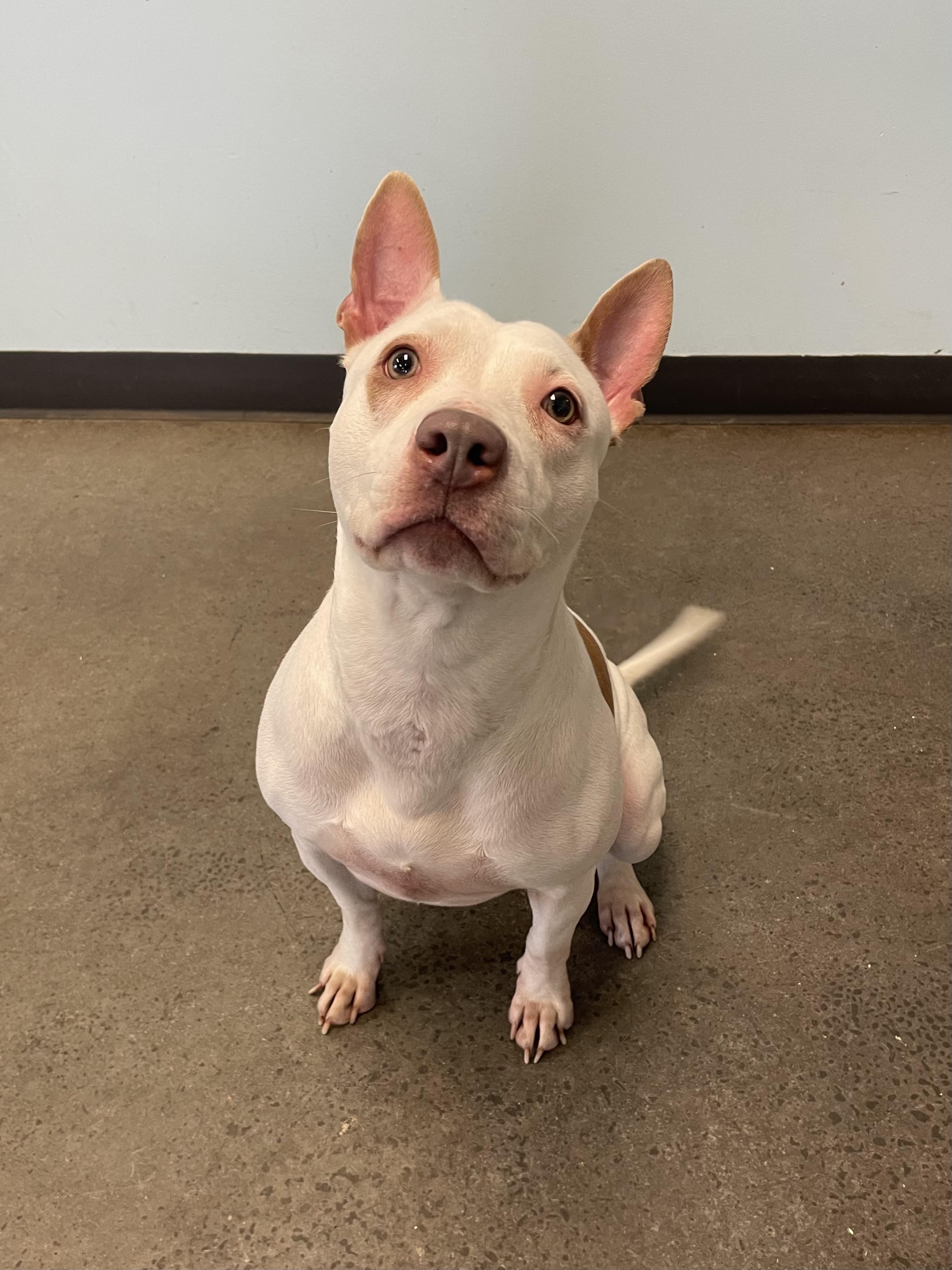 Baby, a ADOPTABLE Mixed Breed in Mishawaka, IN image 6/6