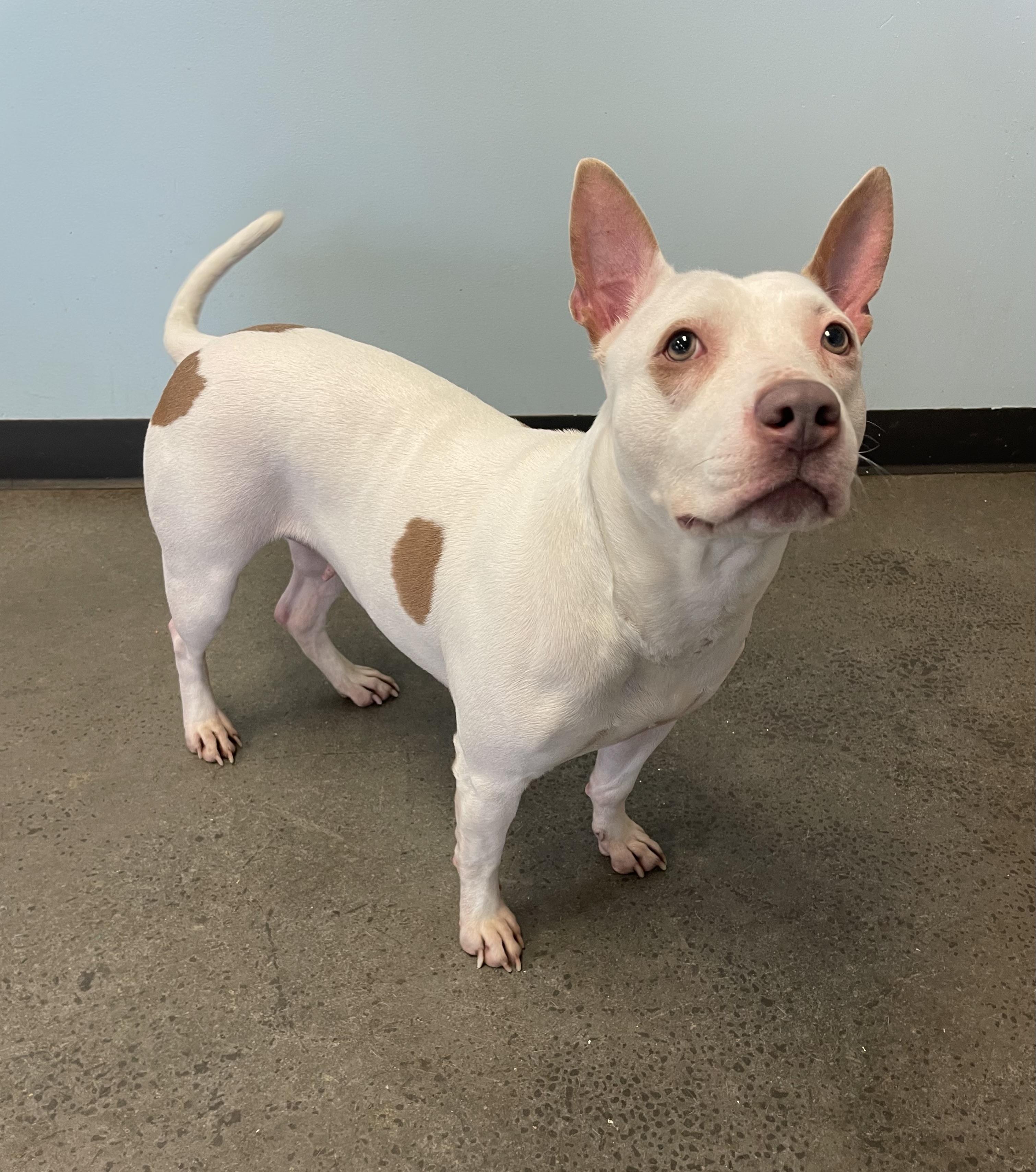 Baby, a ADOPTABLE Mixed Breed in Mishawaka, IN image 3/6