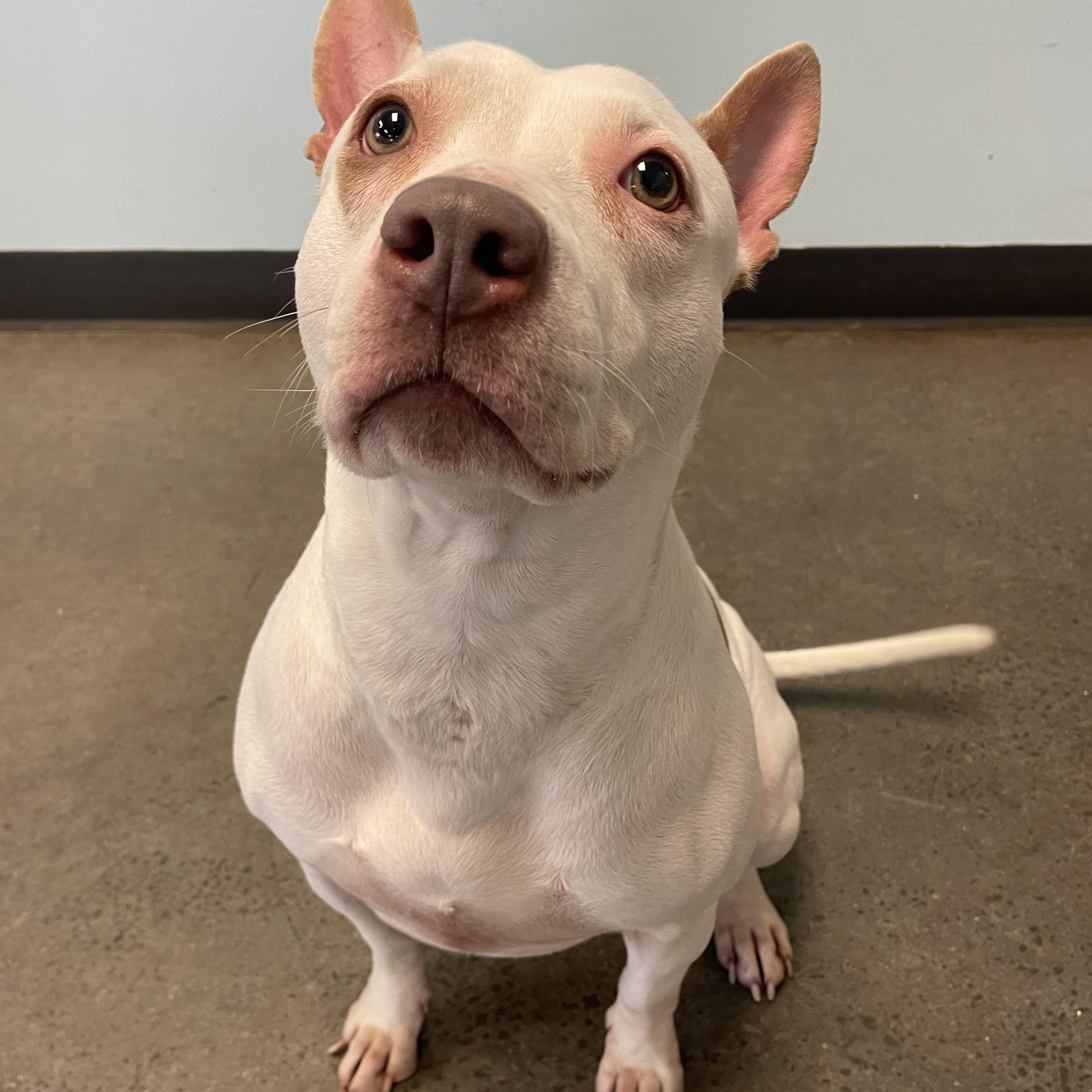 Baby, a ADOPTABLE Mixed Breed in Mishawaka, IN image 5/6
