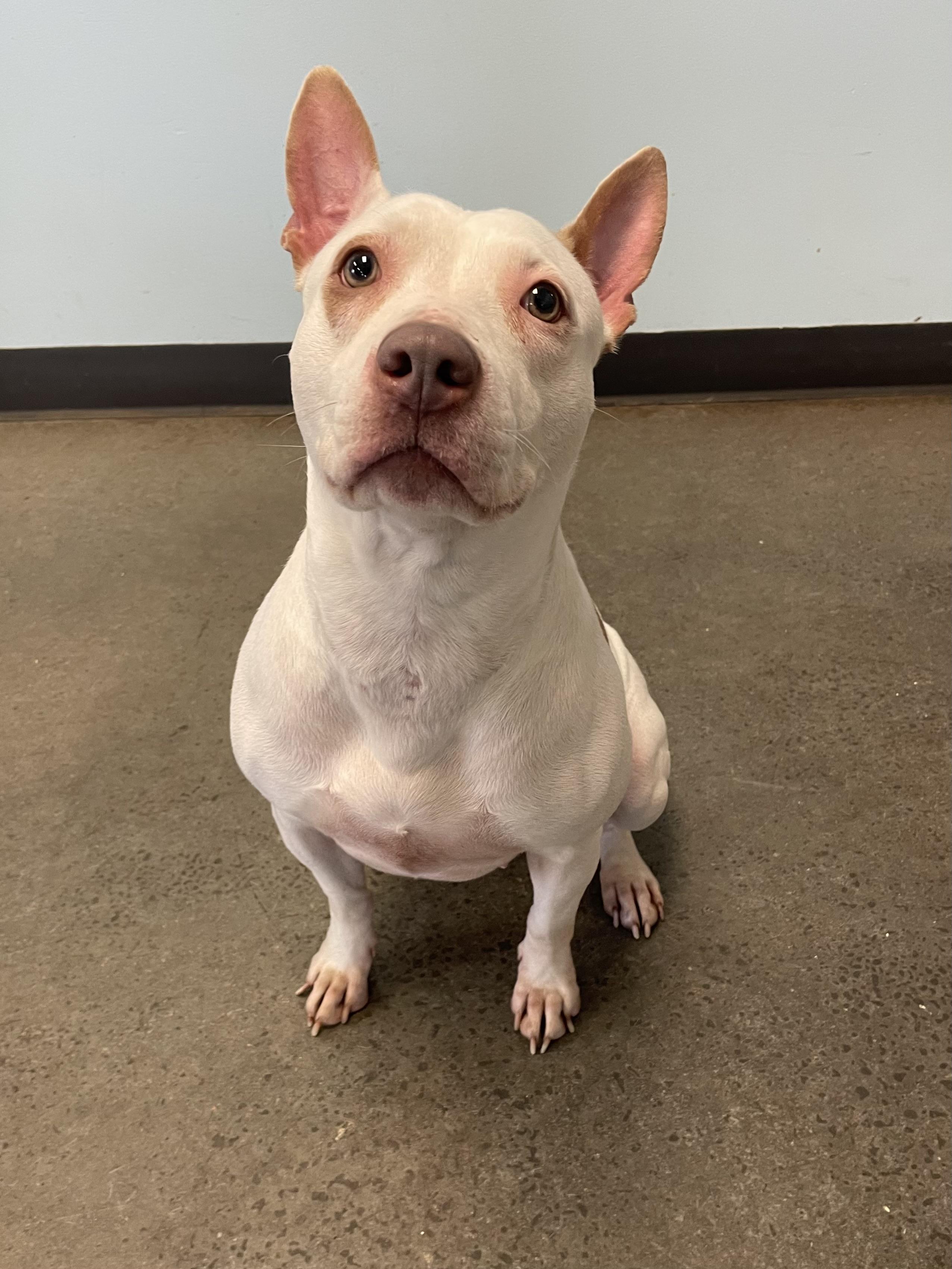 Baby, ADOPTABLE, Adult Female Mixed Breed.