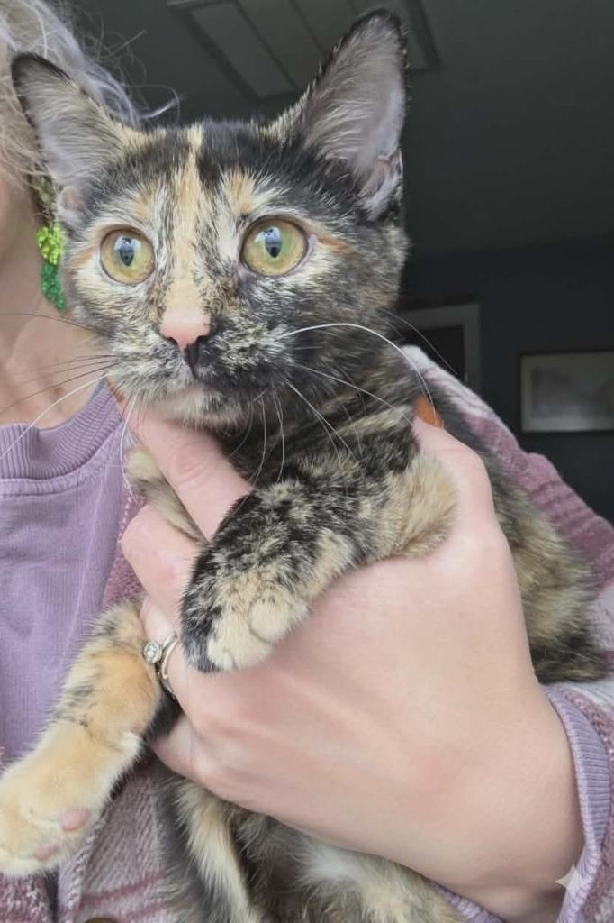 Enlarge Whoopee Willa, a Adoptable mixed breed in Olney, IL image 1/1