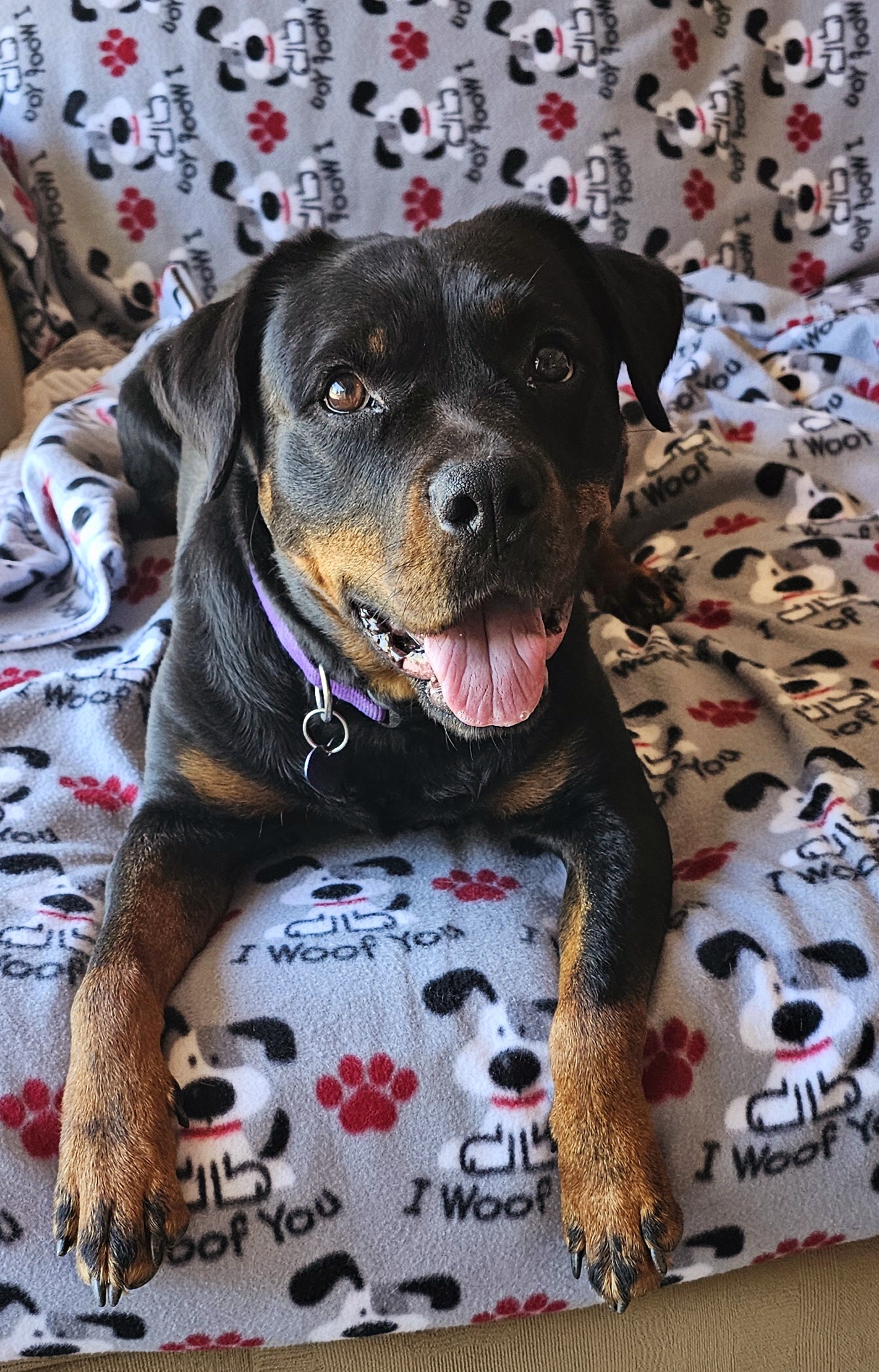 Enlarge Muse, a Adoptable Rottweiler in Woodland, CA image 2/6