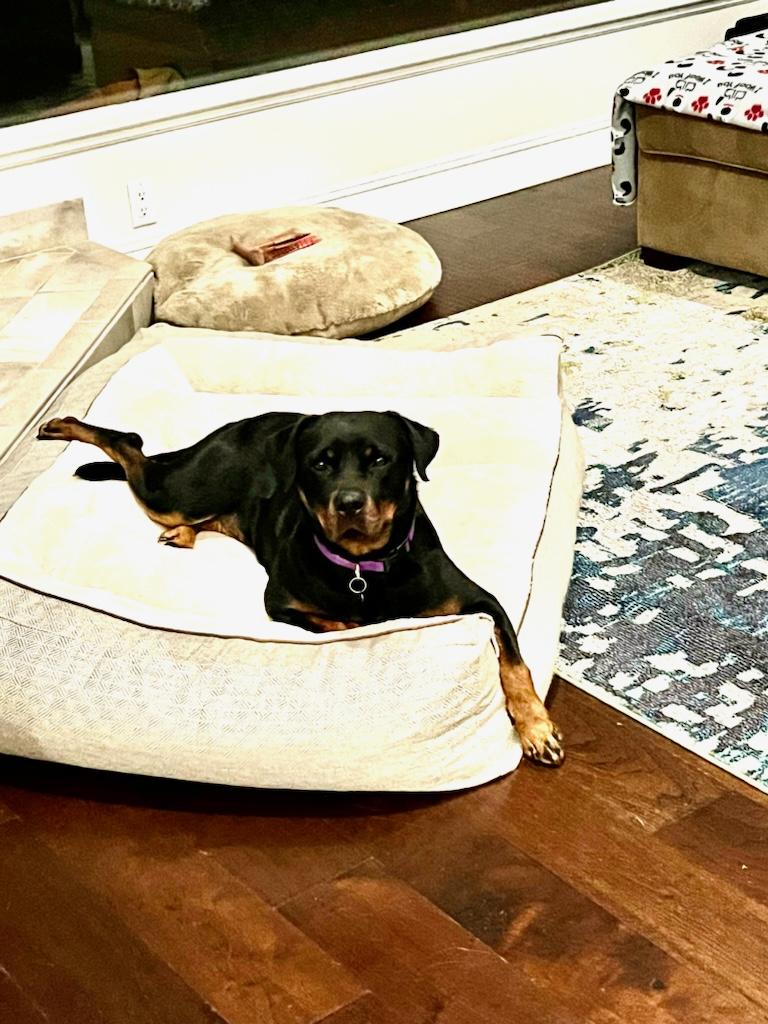 Enlarge Muse, a Adoptable Rottweiler in Woodland, CA image 4/6