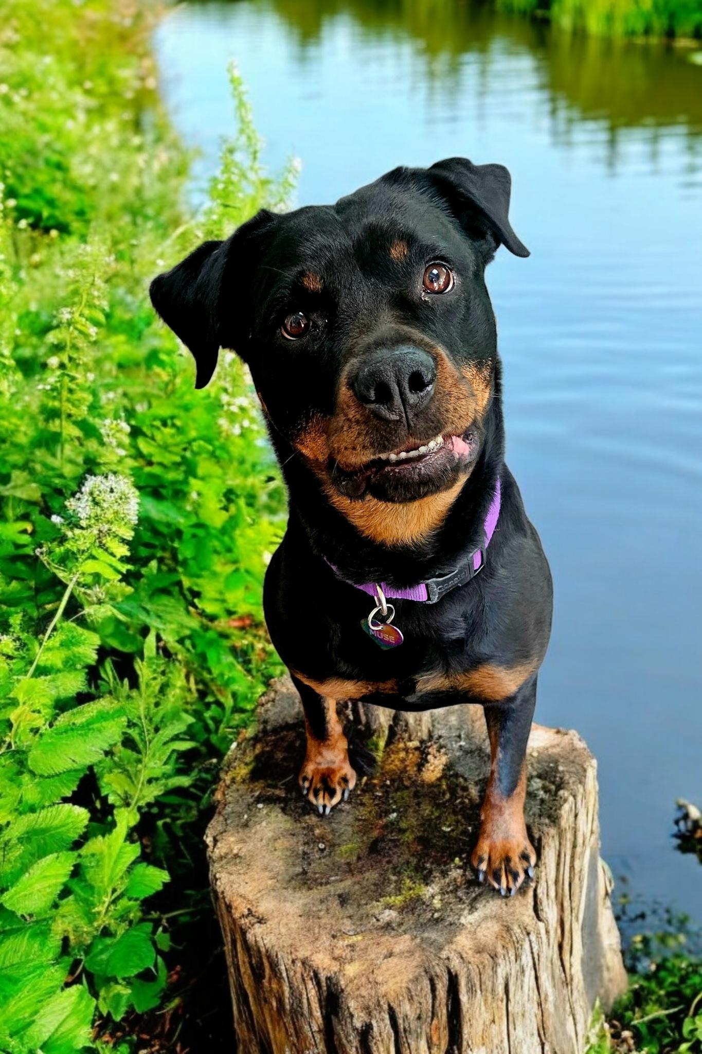 Enlarge Muse, a Adoptable Rottweiler in Woodland, CA image 1/6