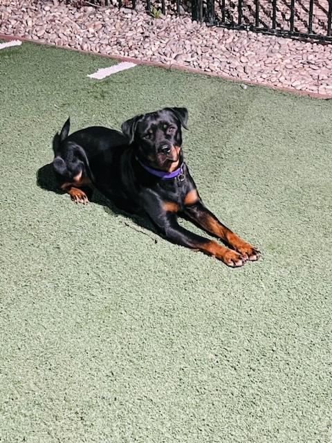 Enlarge Muse, a Adoptable Rottweiler in Woodland, CA image 6/6