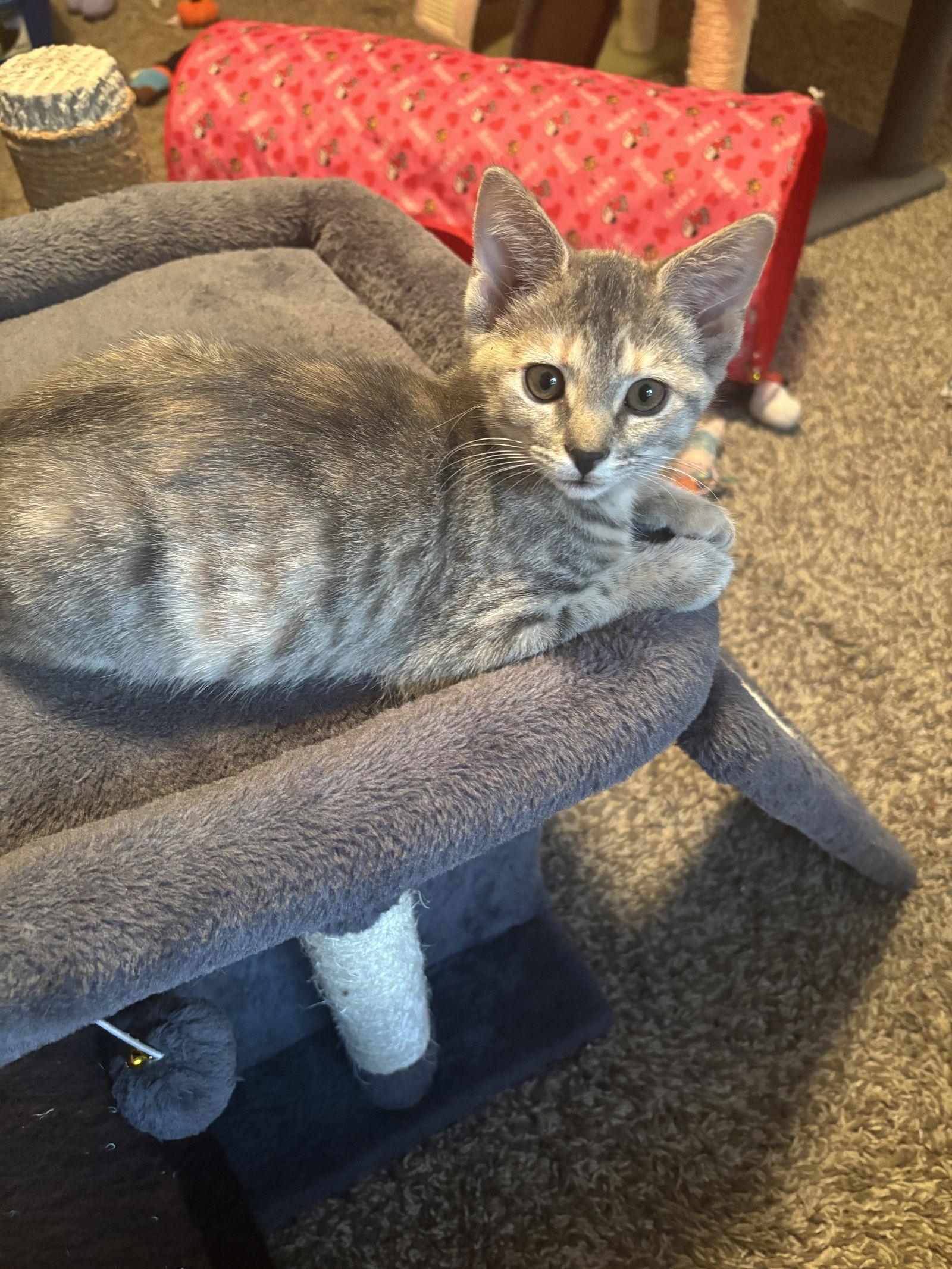 Lucy Van Pelt, a Adopted Domestic Short Hair in Cincinnati, OH image 1/3