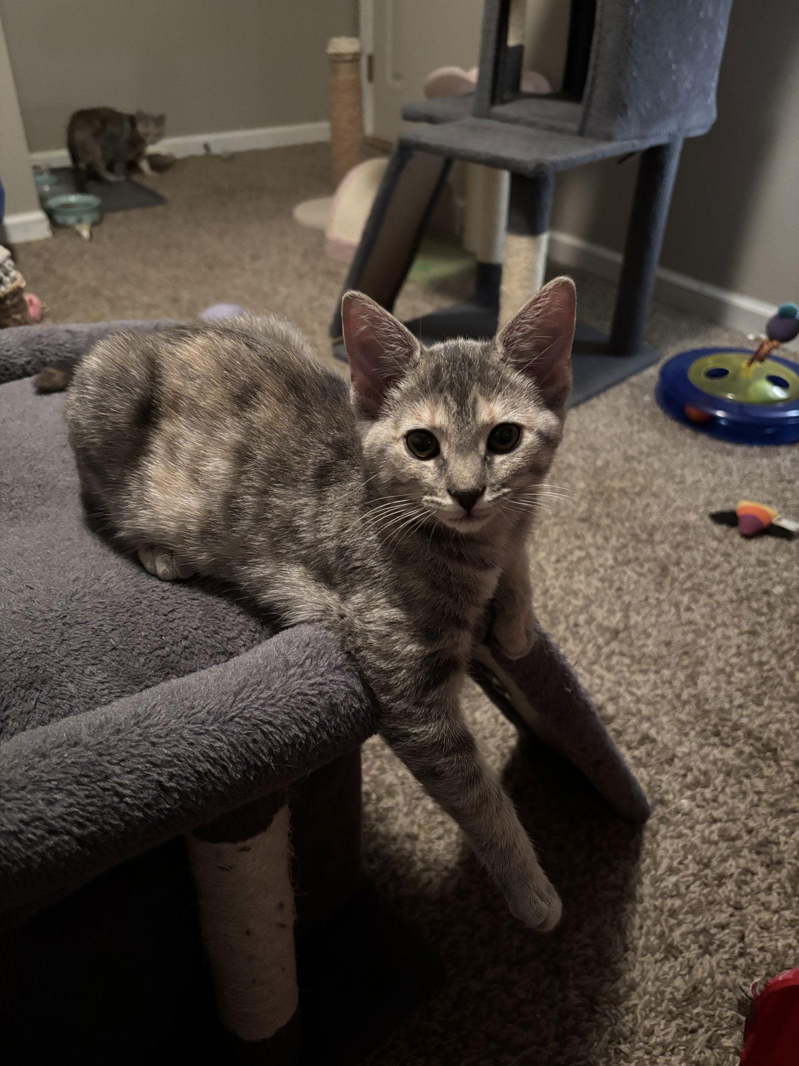 Lucy Van Pelt, a Adopted Domestic Short Hair in Cincinnati, OH image 2/3