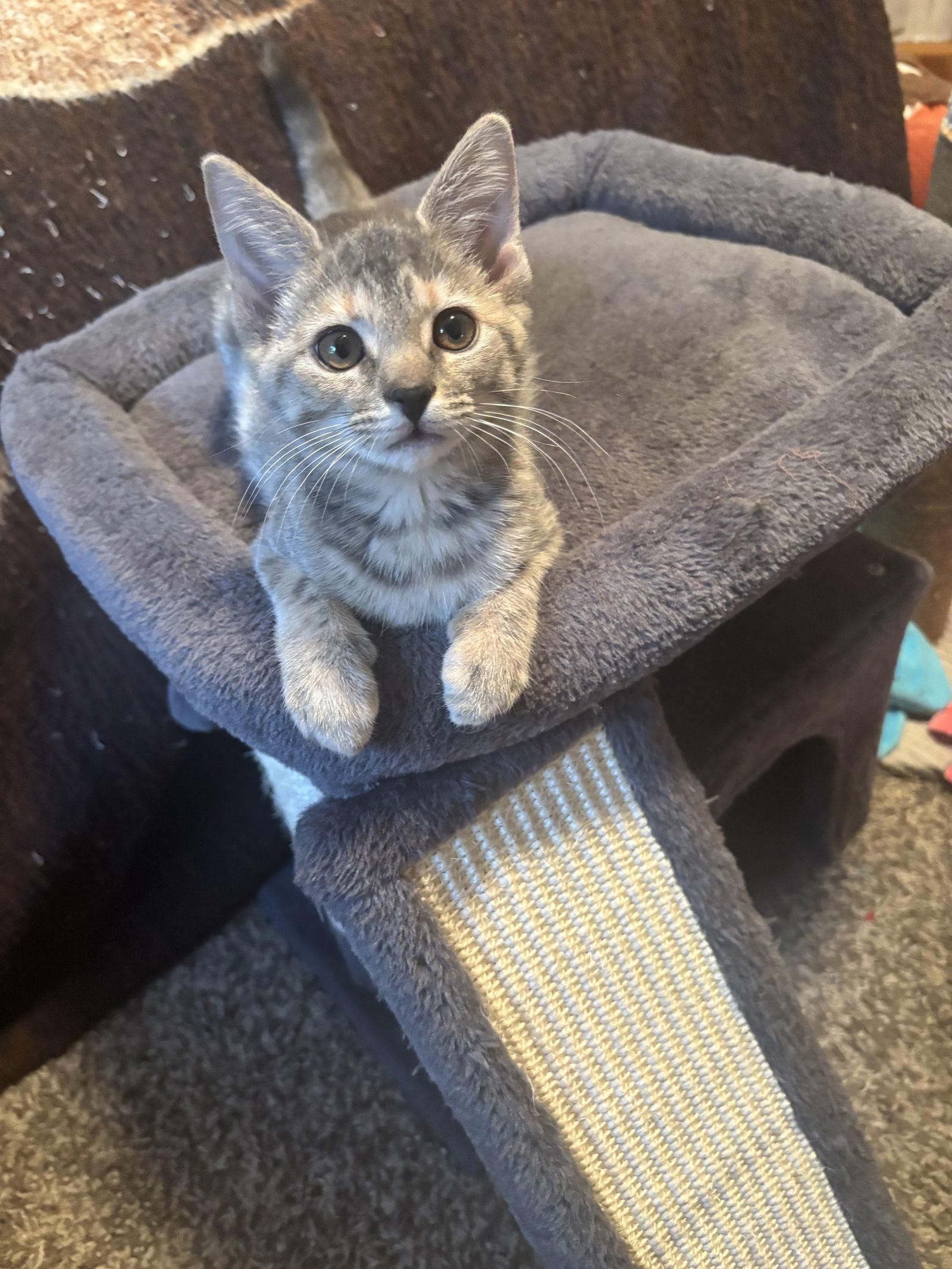 Lucy Van Pelt, a Adopted Domestic Short Hair in Cincinnati, OH image 3/3